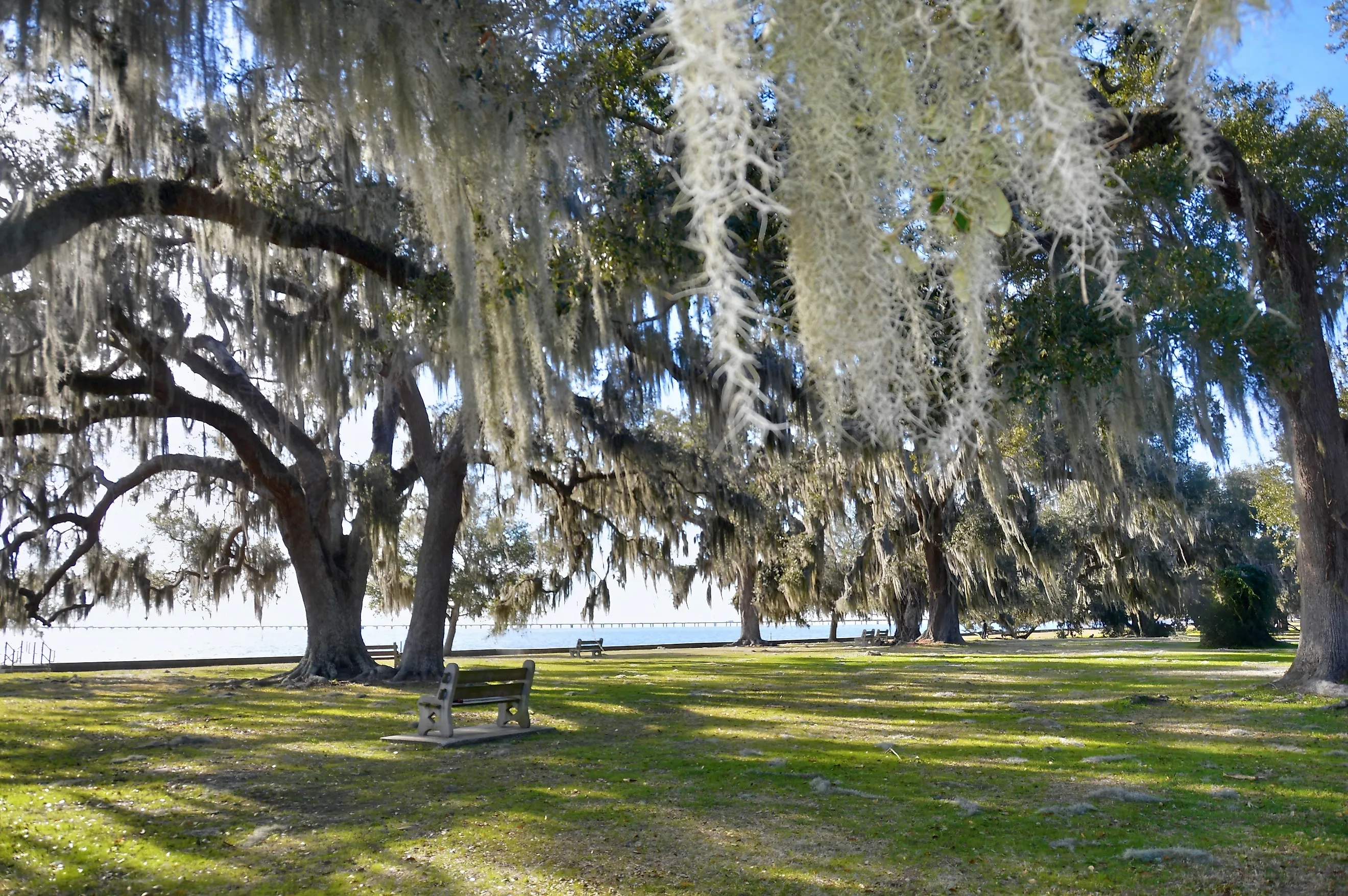 Moss Trees on the Lakefront in Mandeville, LA.