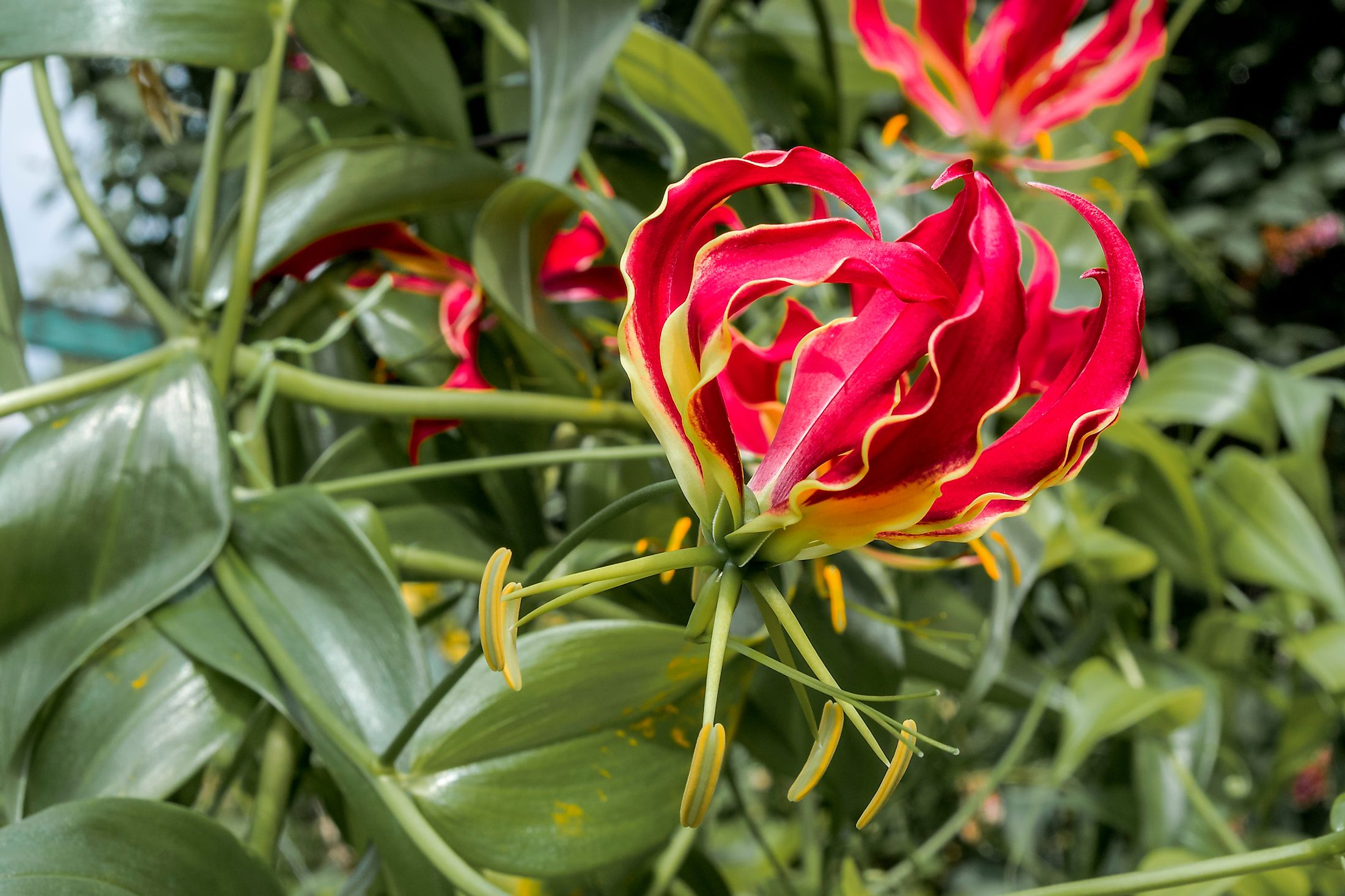 10 Of The Rarest And Most Beautiful Flowers In The World ZOHAL