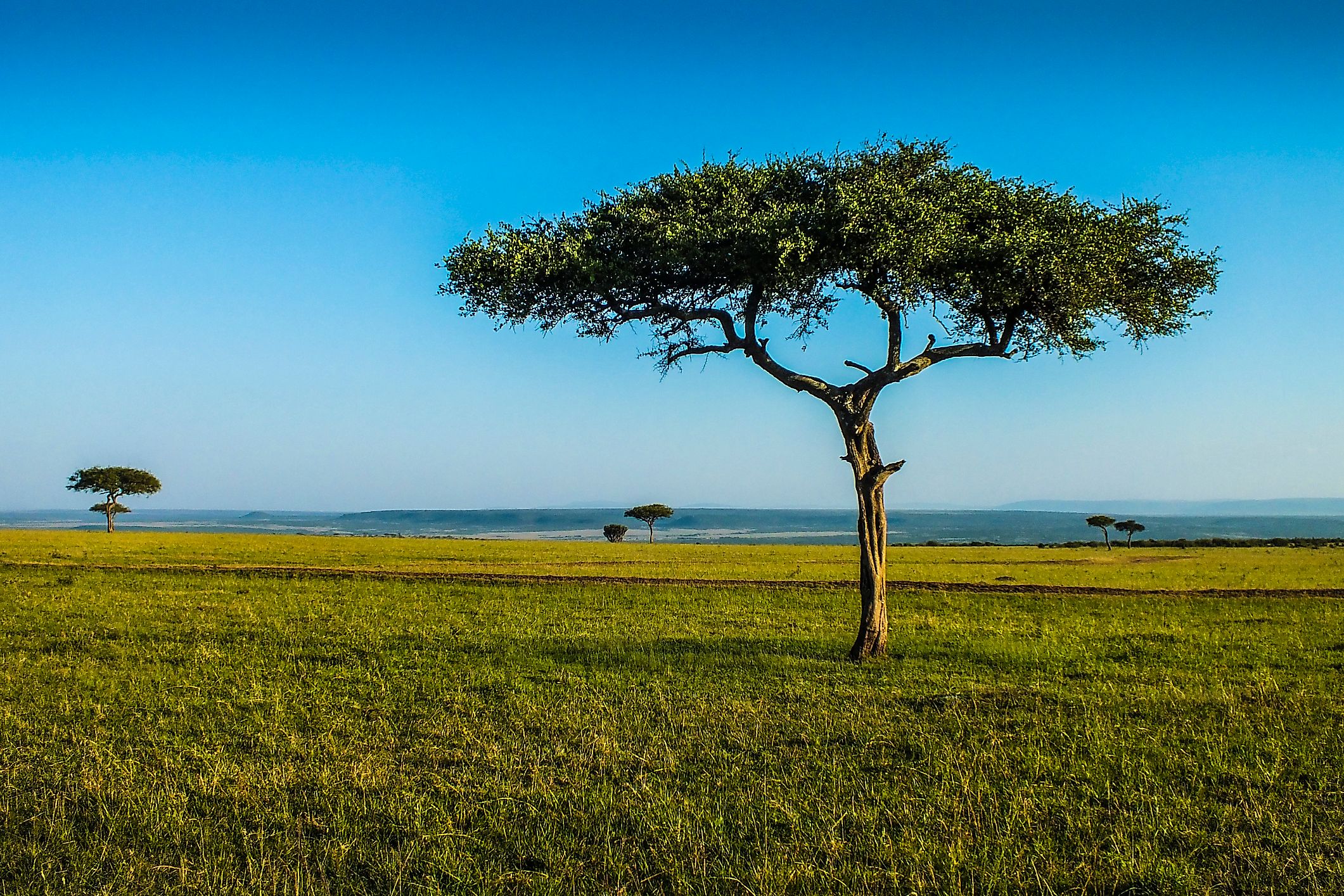 The acacia tree can be found in Sudan.
