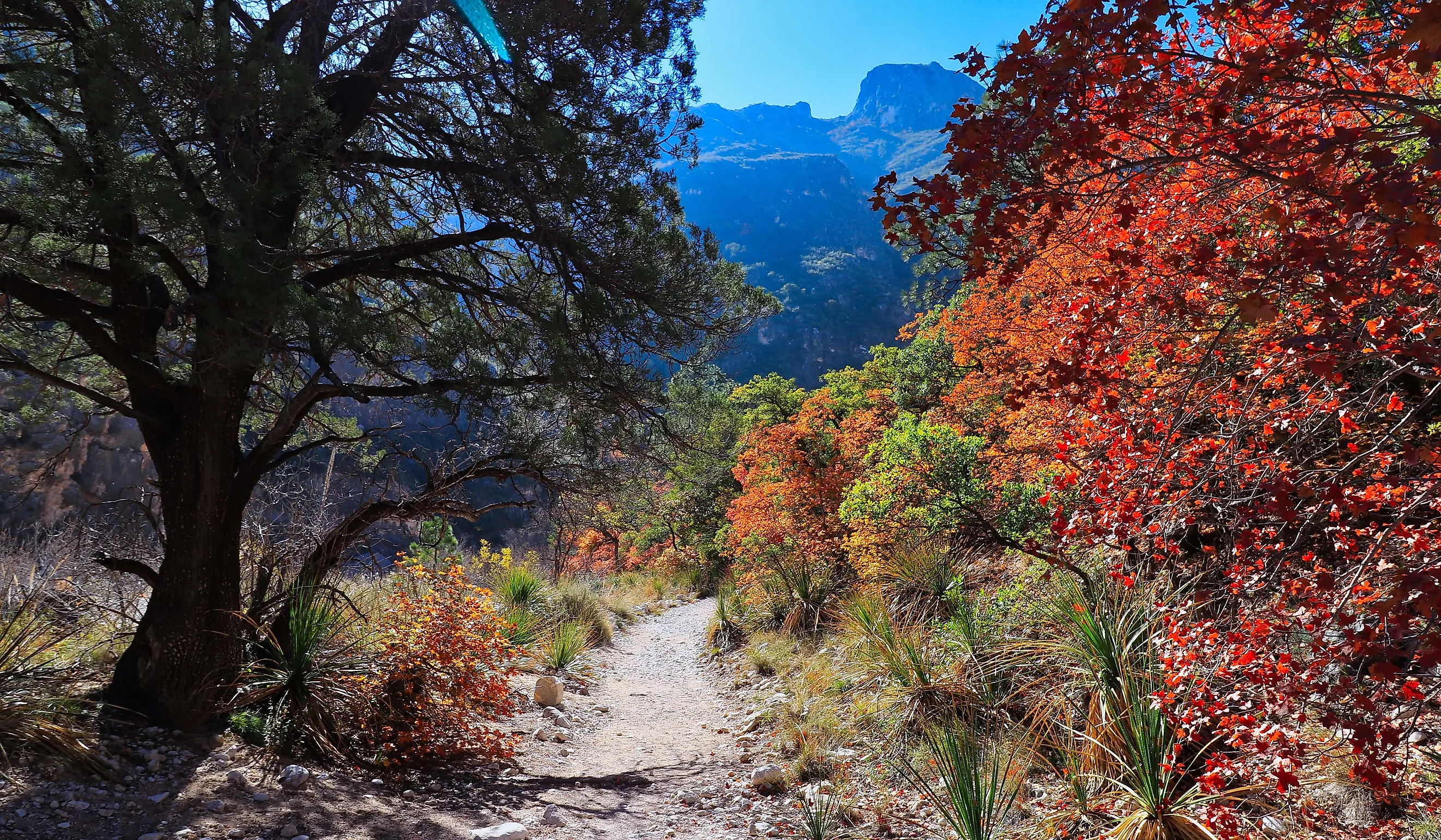 Guadalupe Mountain trail in Texas.