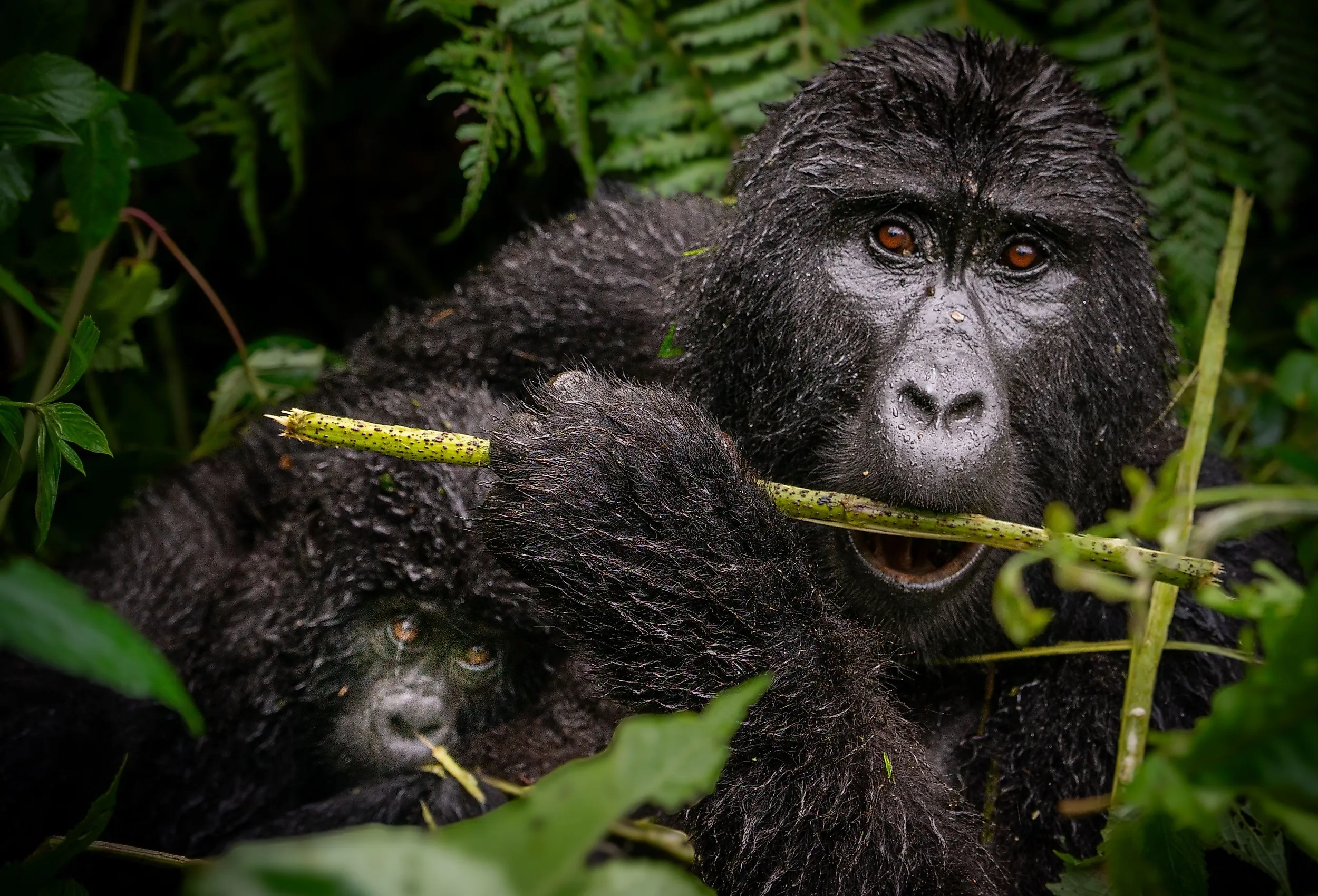 Mountain Gorilla (Gorilla beringei beringei) in the wild. 