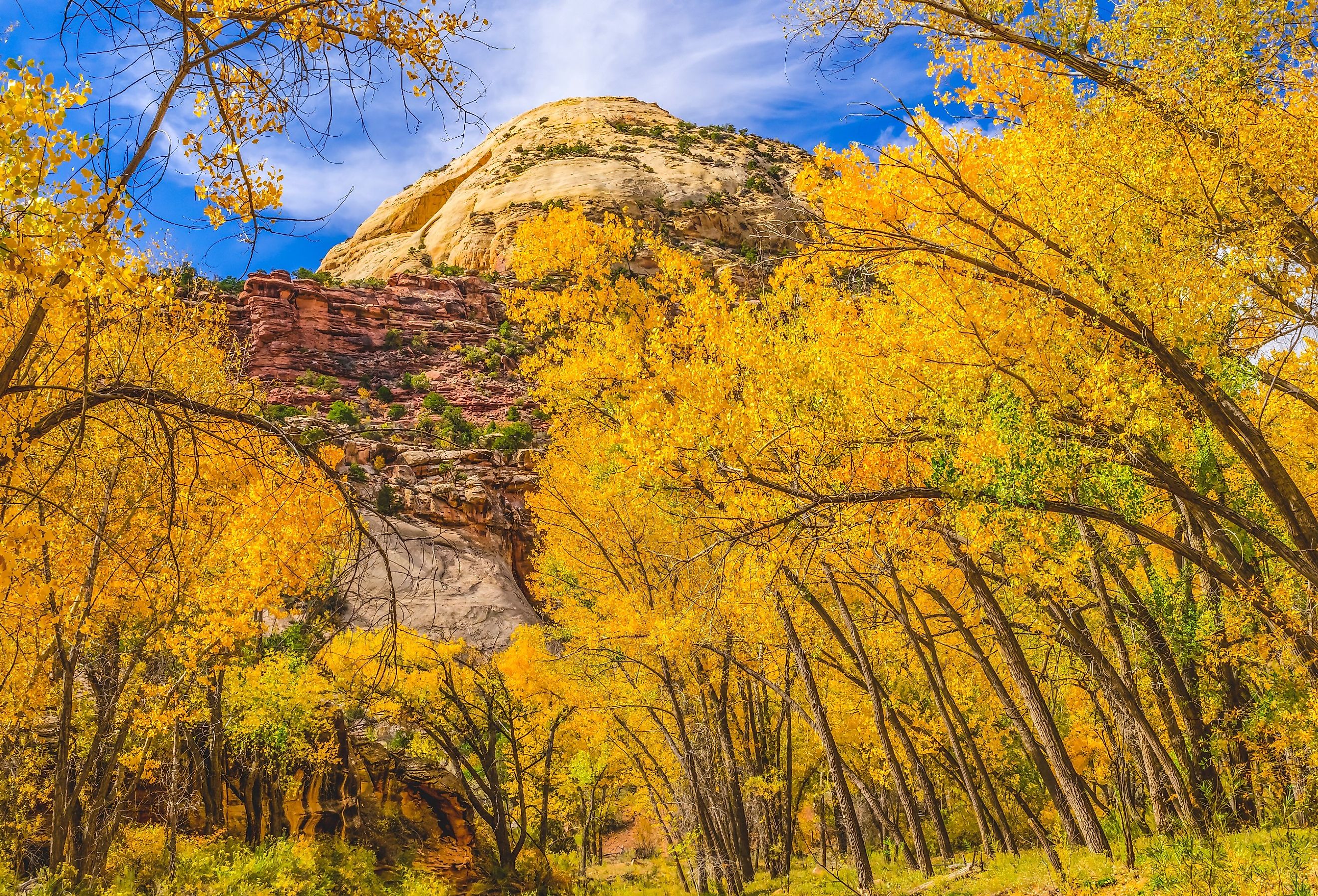 Colorful yellow cottonwood trees in autumn, Canyonlands National Park, Needles District, near Monticello, Utah.