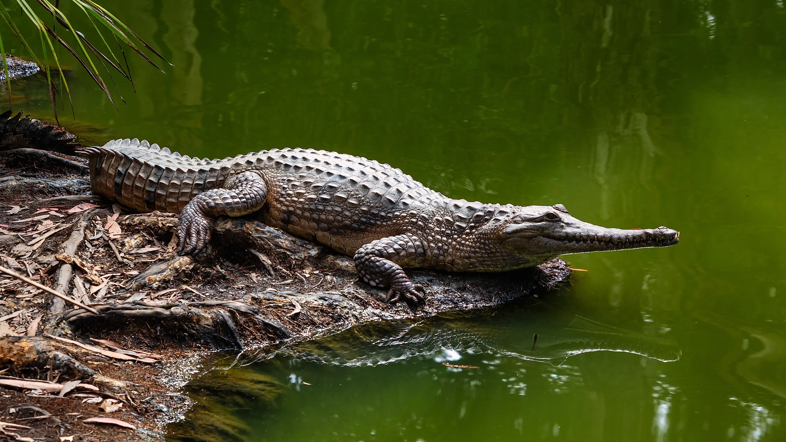 View of a freshwater crocodile along water.