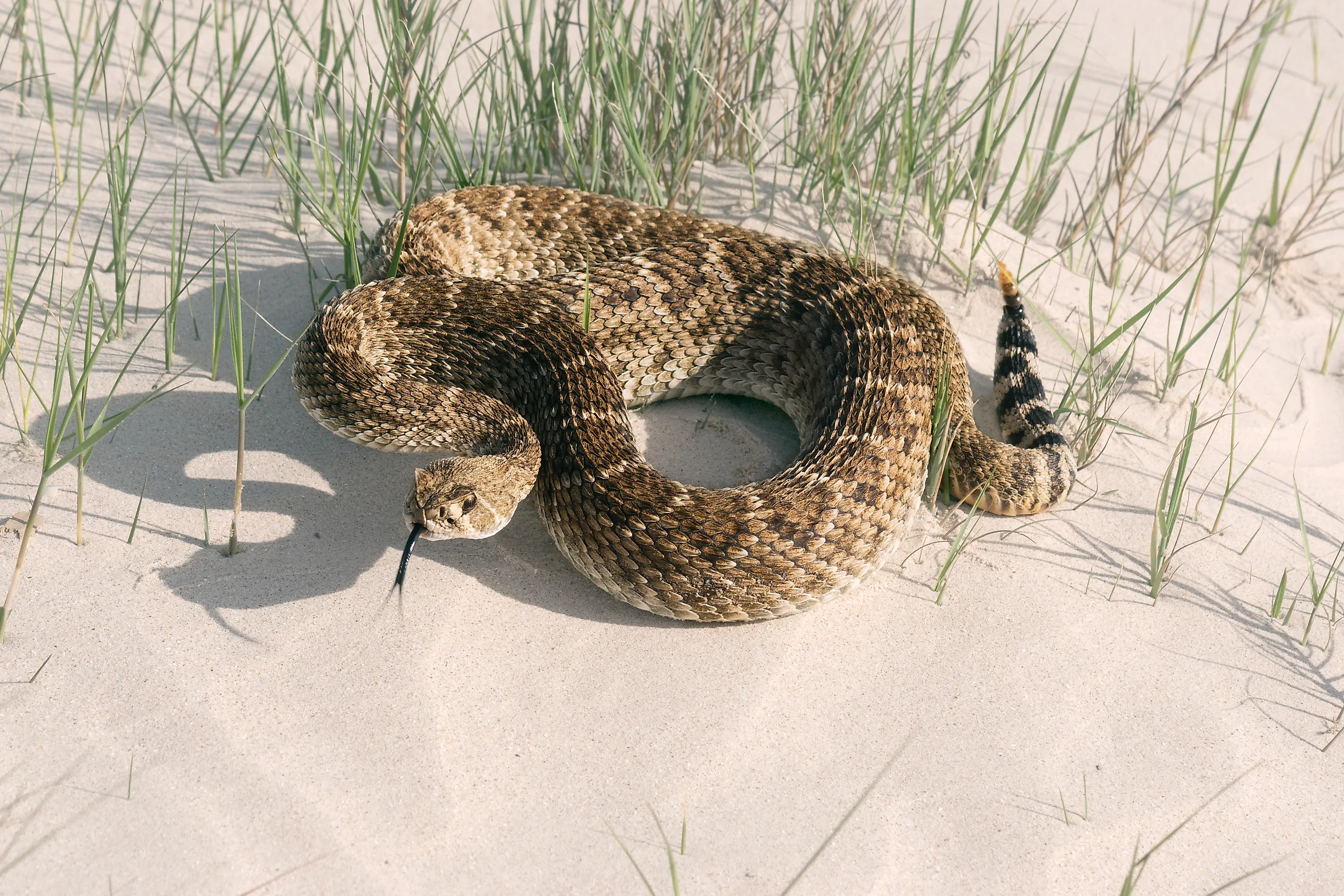 Western diamondback rattlesnake (Crotalus atrox) with its tongue hanging out lies on the sand in Texas, 