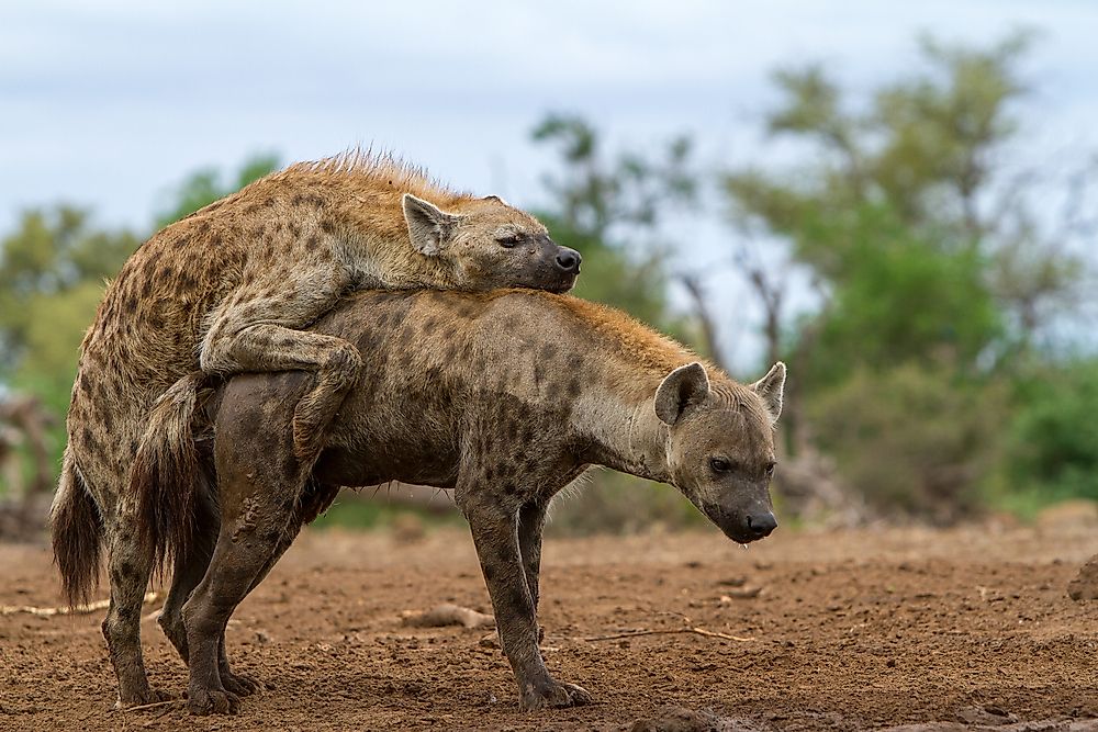 The rare sight of spotted hyenas mating