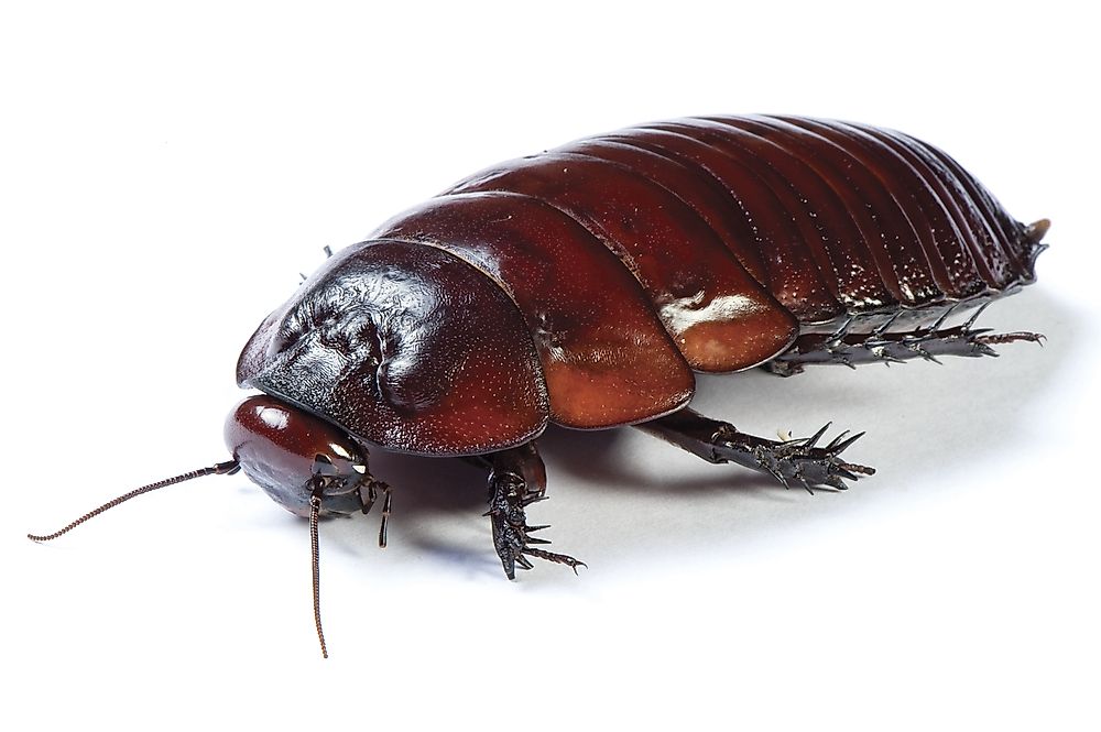 Burrowing cockroach, Australia.