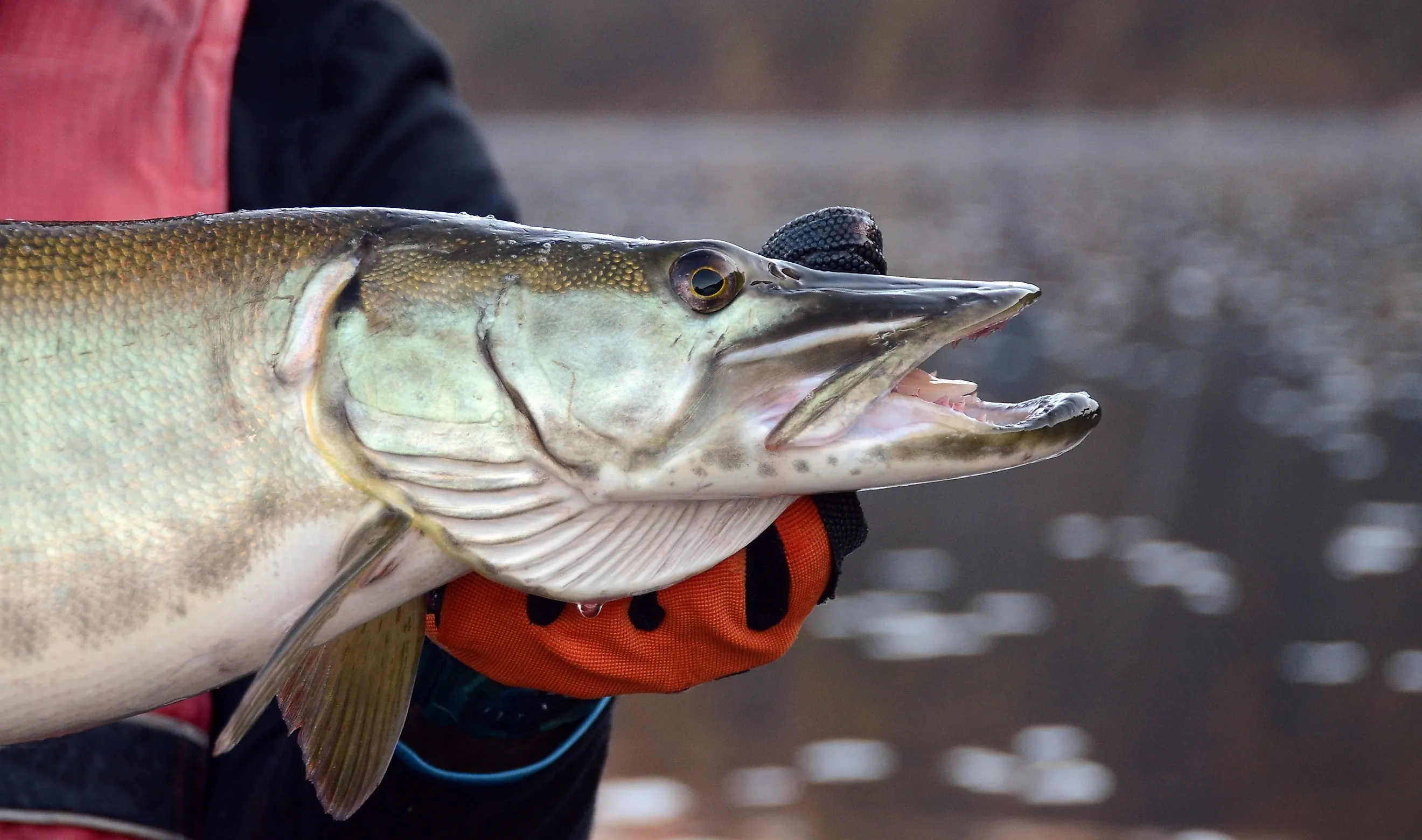 A closeup profile view of a silvery muskie fish head as it is held horizontally by a gloved hand on a cloudy day on dark water background