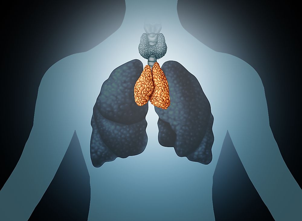 he thymus is a lymphoid organ of the immune system, located behind the breastbone.