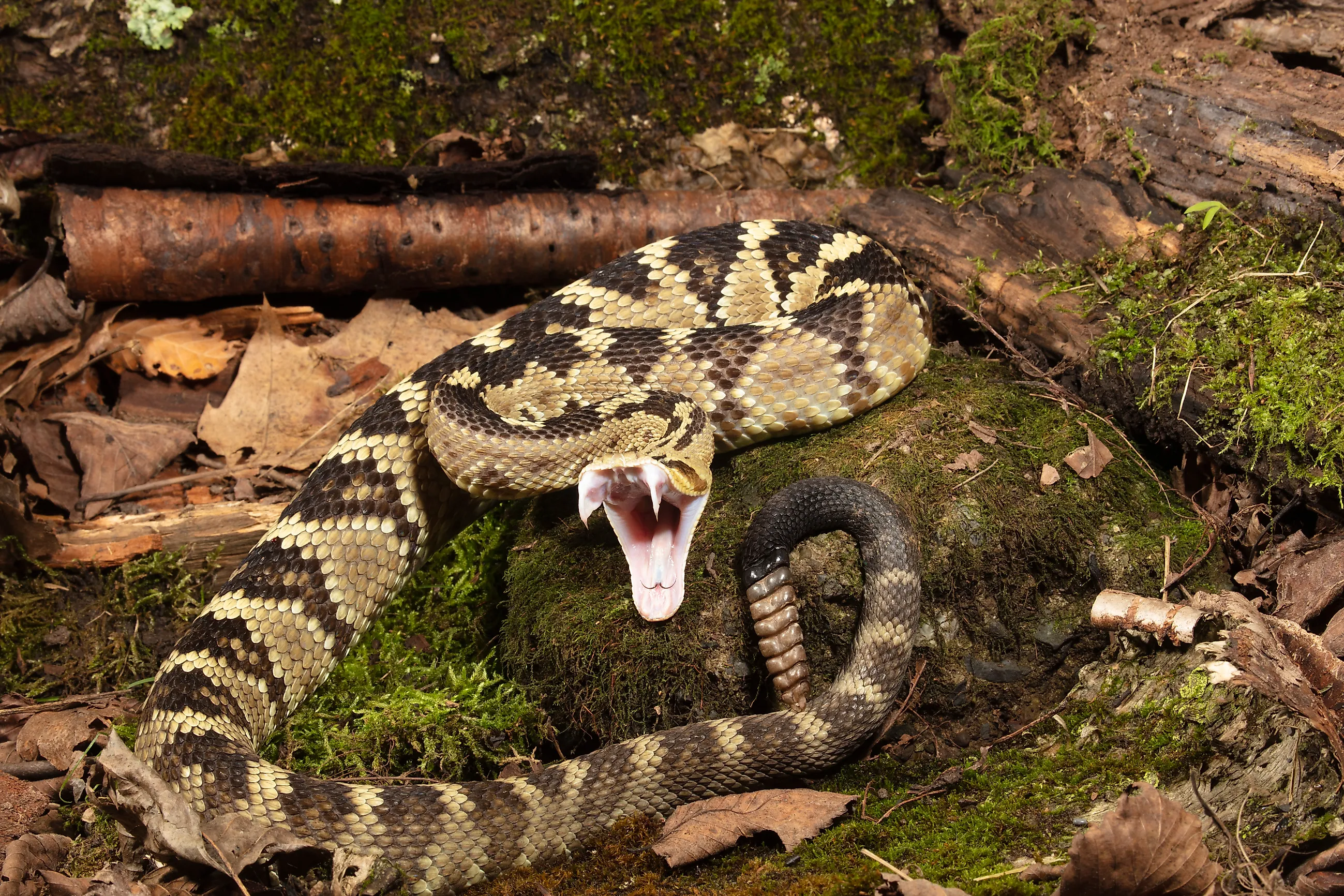 A black-tailed rattlesnake