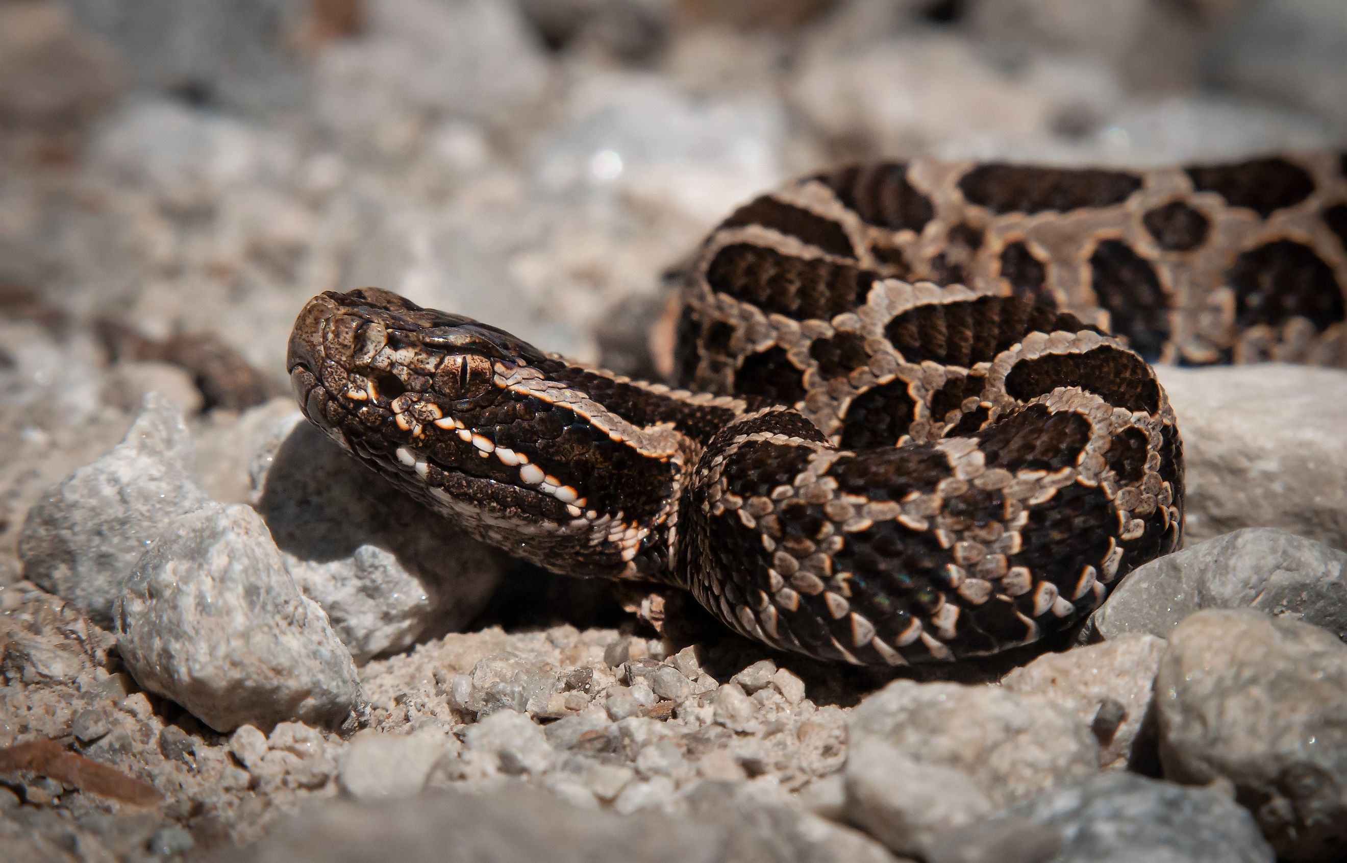 Young juvenile eastern massasauga rattlesnake on macro portrait on gravel road