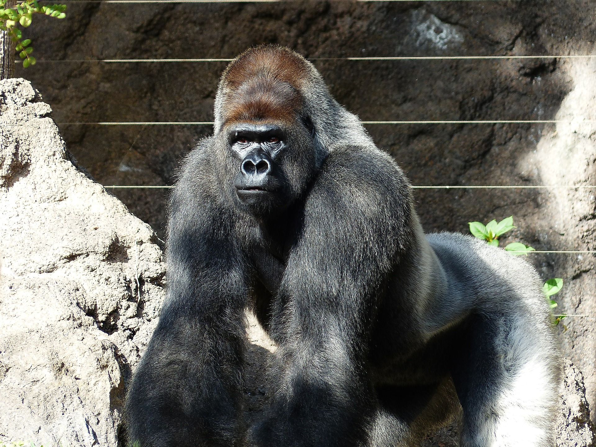 The mountain gorilla has been considered endangered by the International Union for Conservation of Nature (IUCN) since 2018. Image by Hans Braxmeier from Pixabay
