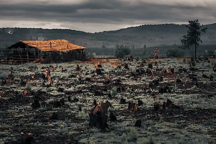 Charred remnants of forest, removed to make way for farming in Madagascar.