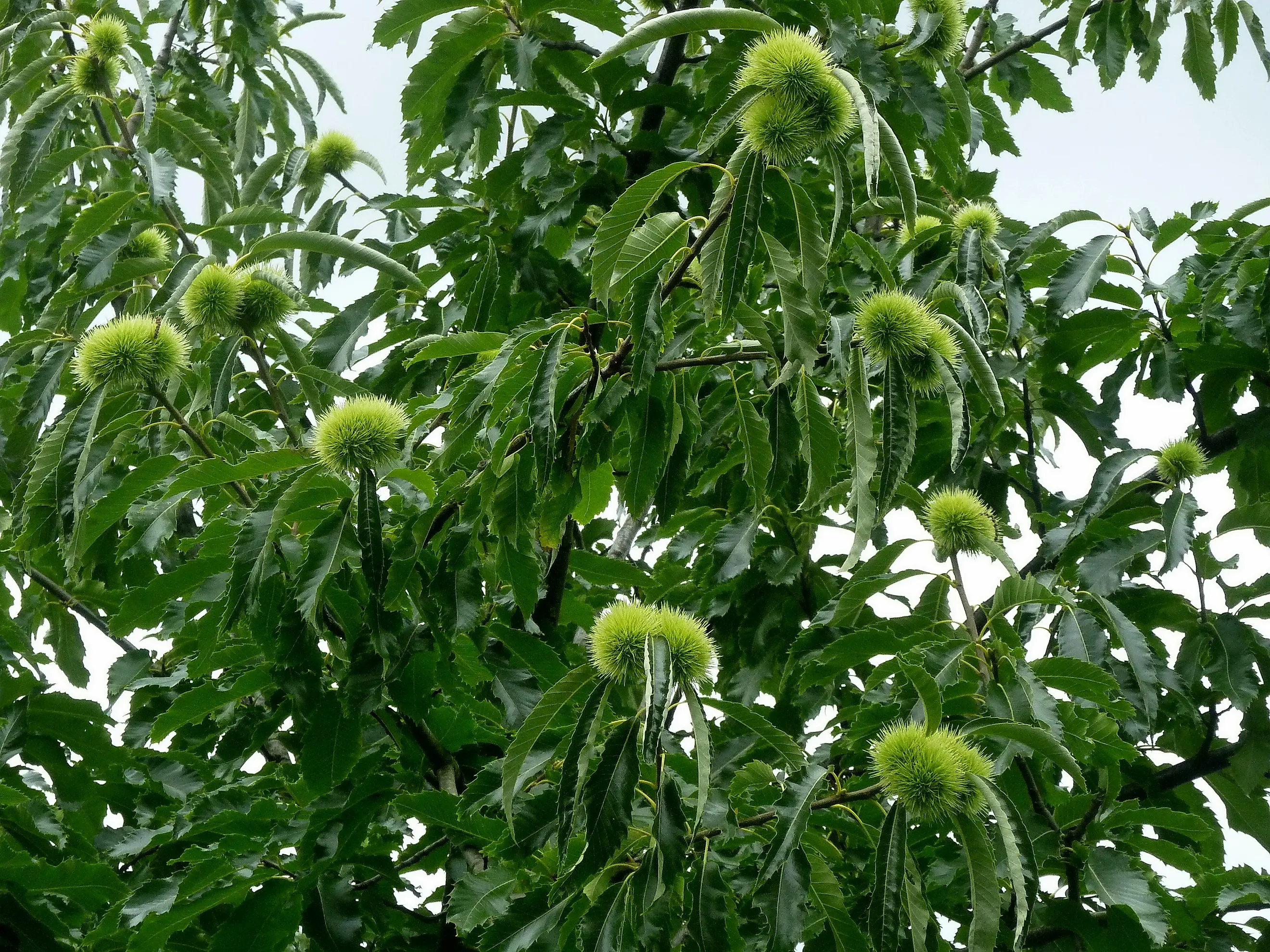 Branches with fruits and green leaves of American chestnut or Castanea dentata tree.