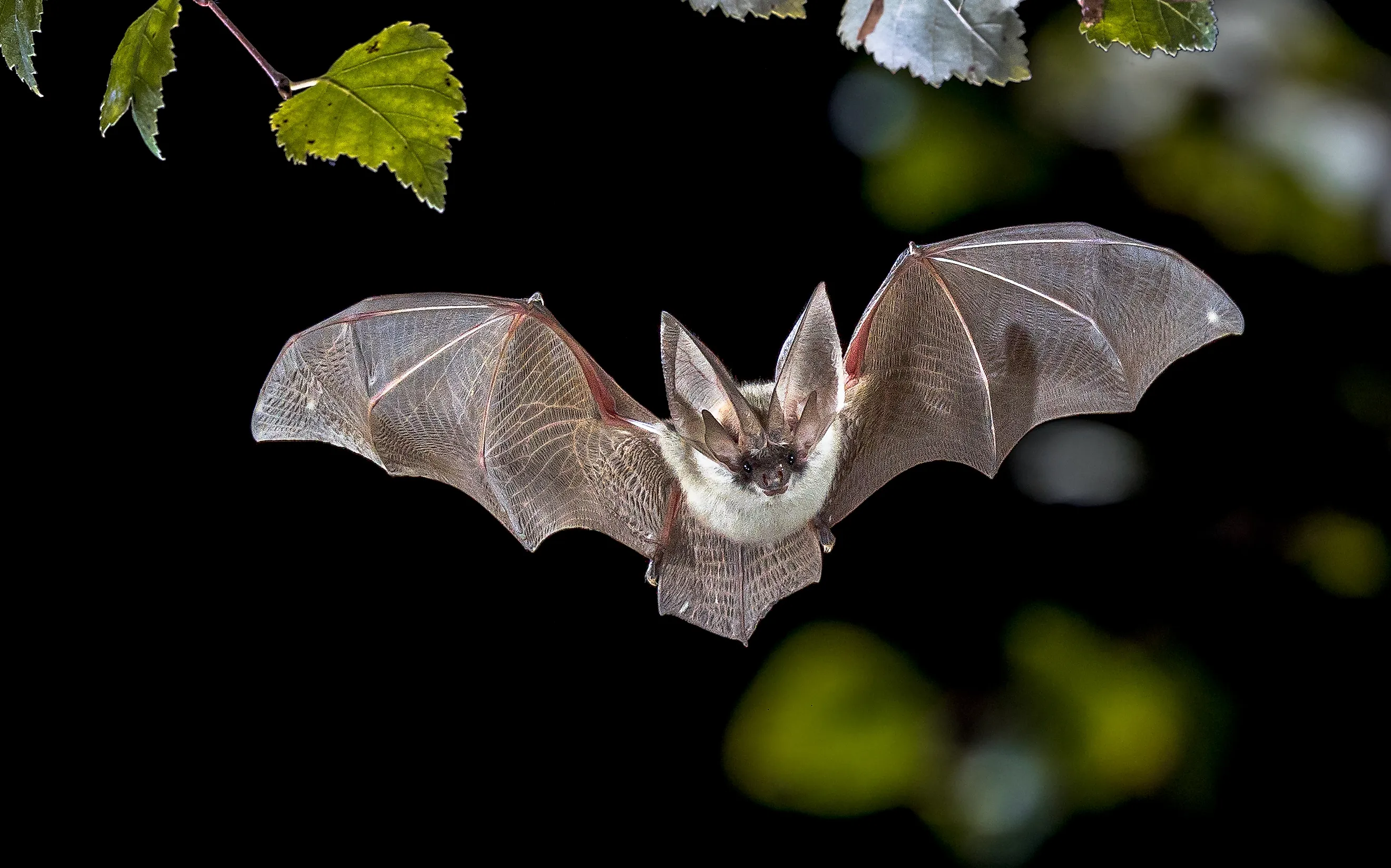 The grey long-eared bat with its distinctive ears can be found in several U.S. National Parks after dusk. Credit: Rudmer Zwerver/ Shutterstock.com