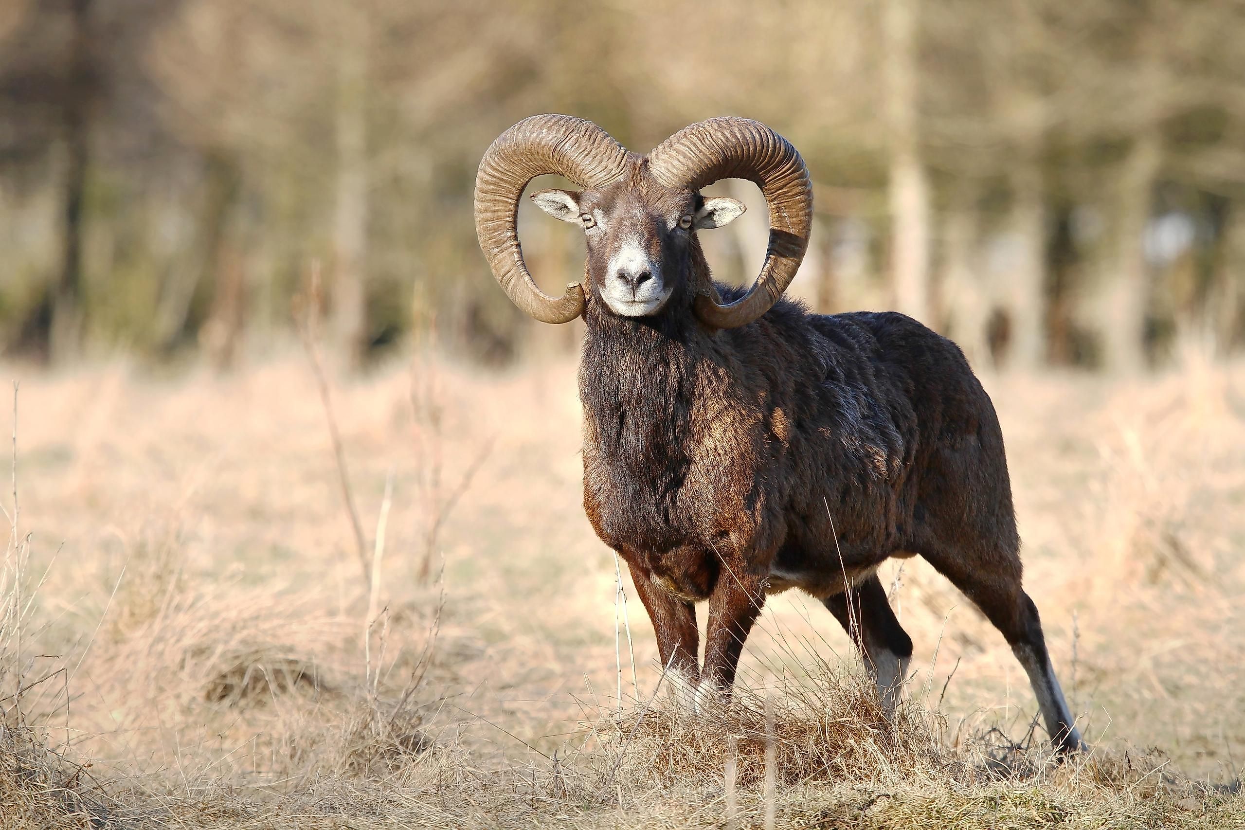 Animals That Live In Ukraine WorldAtlas animals-that-live-in-ukraine-worldatlas