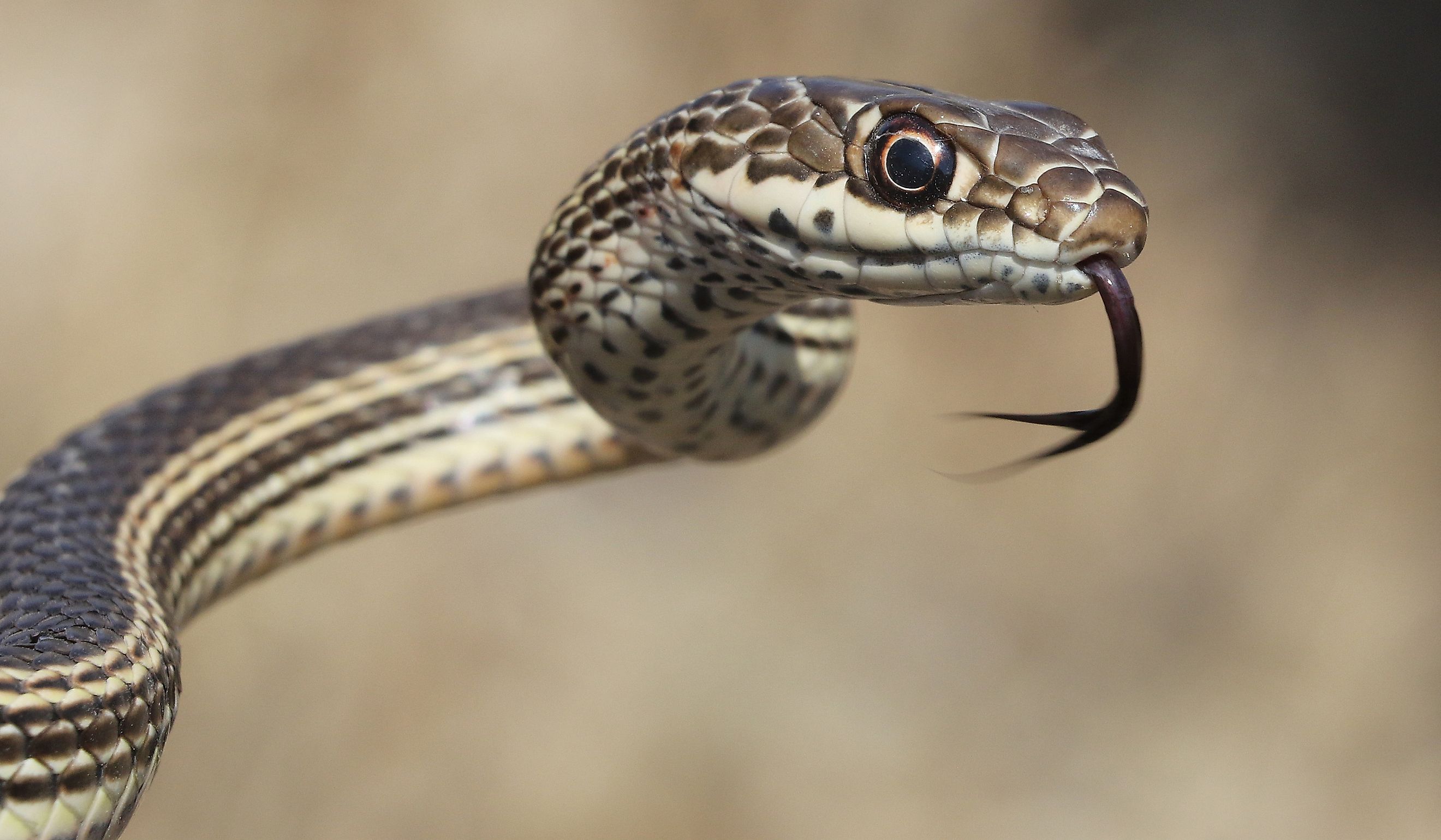 Desert Striped Whipsnake - Coluber taeniatus