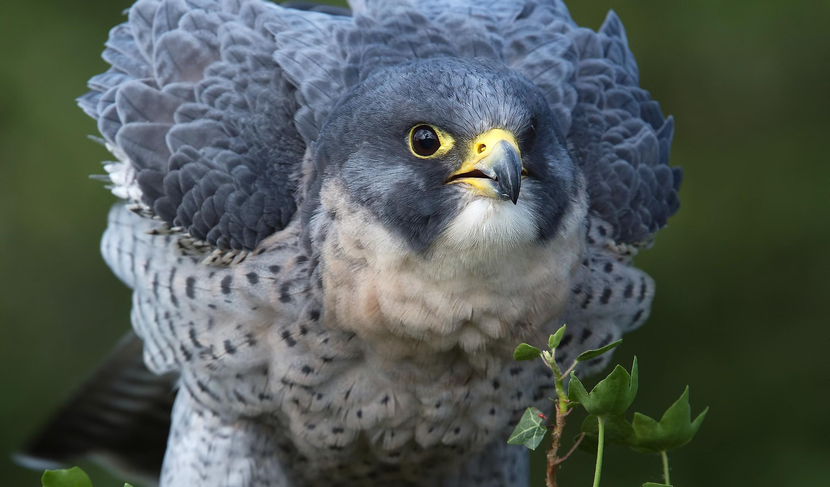 all about peregrine falcons
