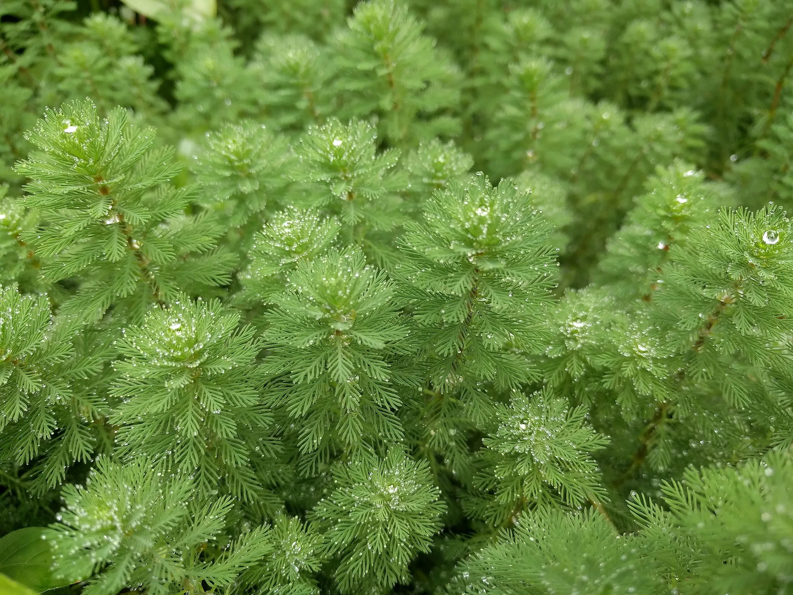 Parrot's feather aquatic plant (Myriophyllum aquaticum) with fine green leaves in oblong shape. 