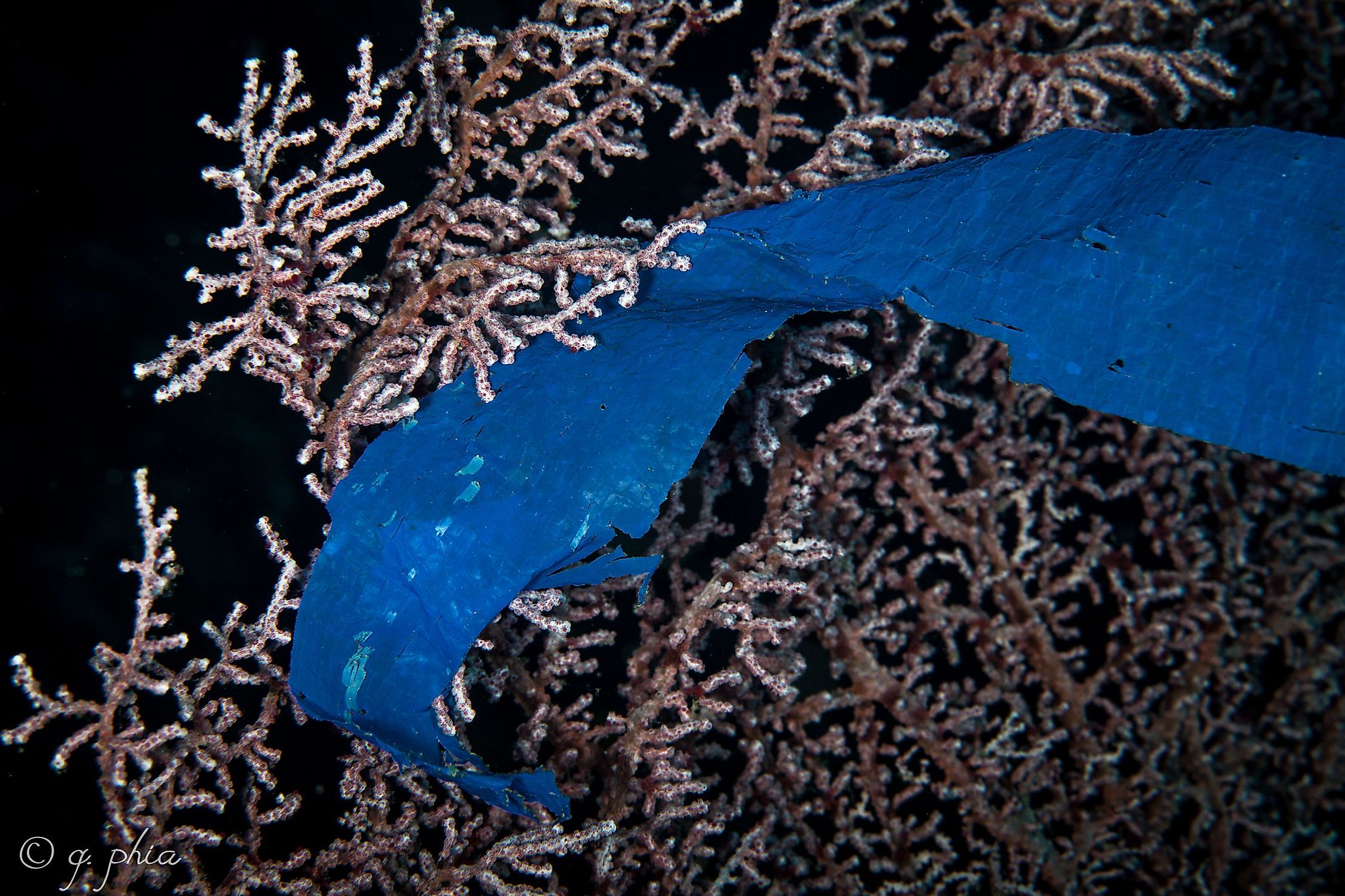 A plastic smothering fan coral in the sea near Turkey. Image credit: Q phia/Flickr.com