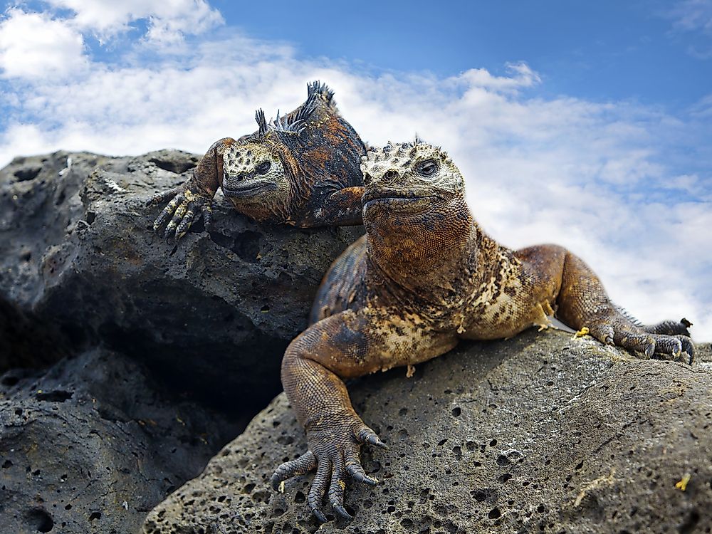 Photo snapped of Galapagos Marine Iguanas.