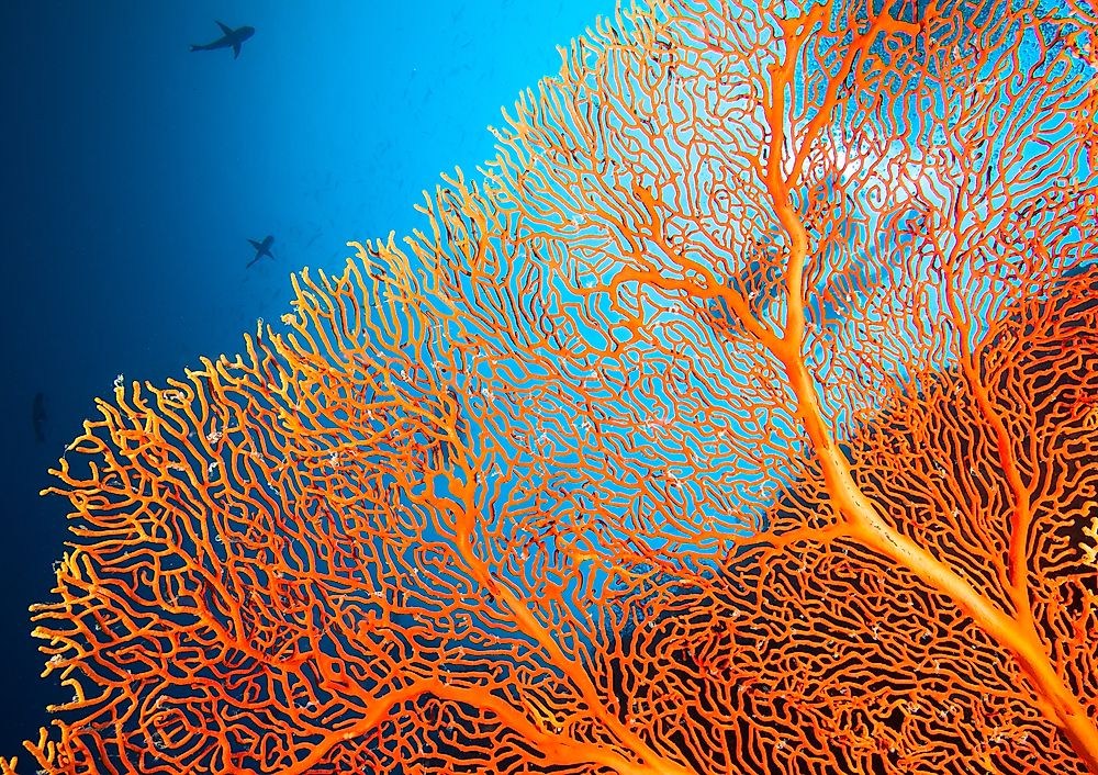 Couple of scuba divers on a coral reef.