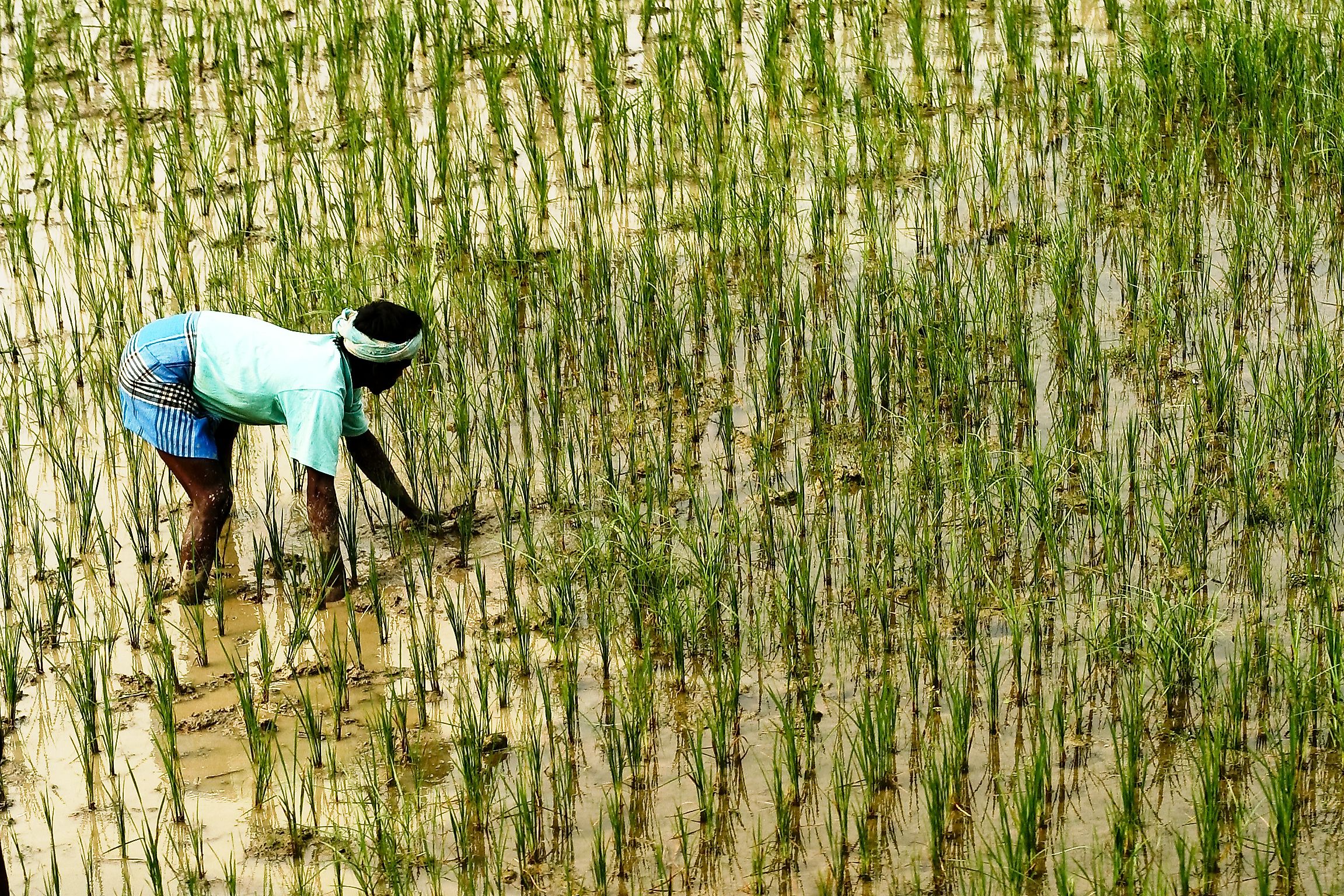 World Rice Leaders World Rice Leaders
