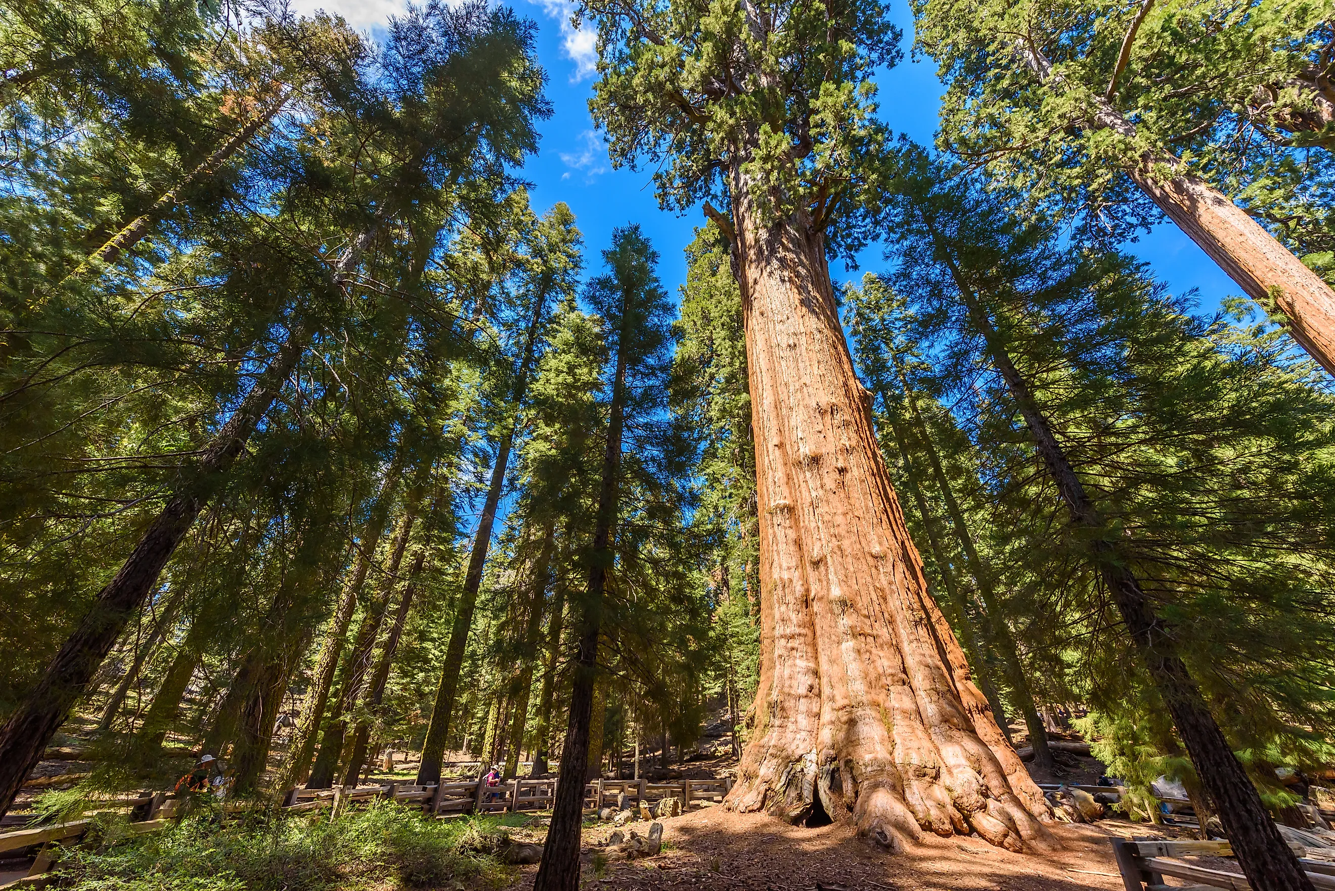 The largest tree on Earth, the General Sherman Giant Sequoia in Sequoia National Park, California. Credit: Simon Dannhauer/ Shutterstock.com 