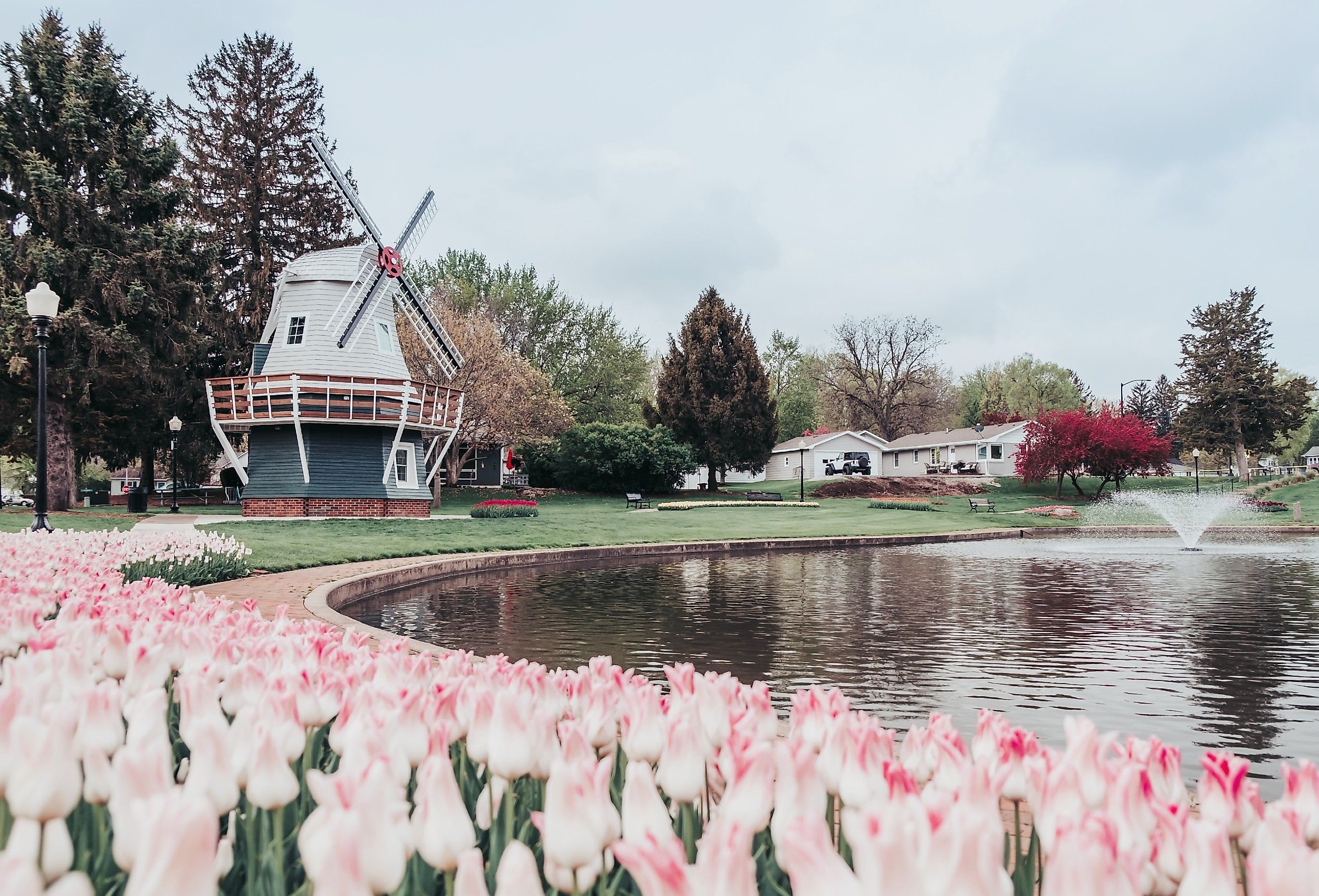 Pink tulips around a pond with a Dutch windmill in the Sunken Gardens Park in Pella, Iowa.