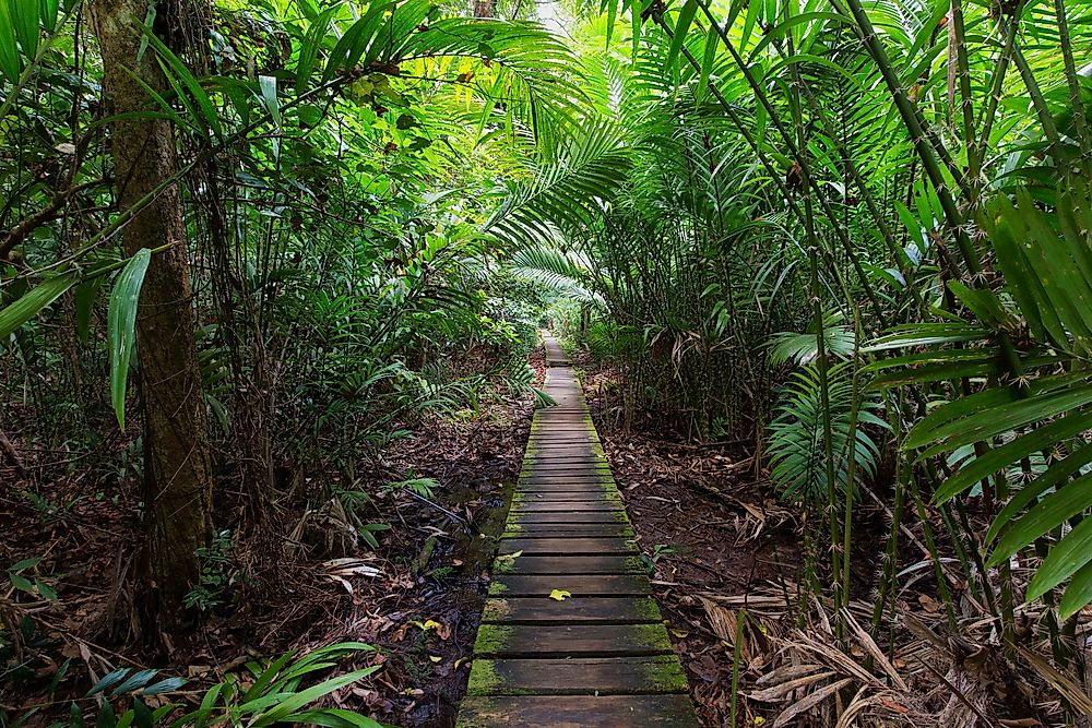 Found in southeast Asia, Borneo is one of the largest islands in the world.