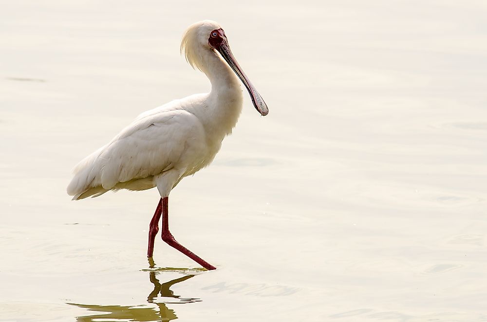 African spoonbill.