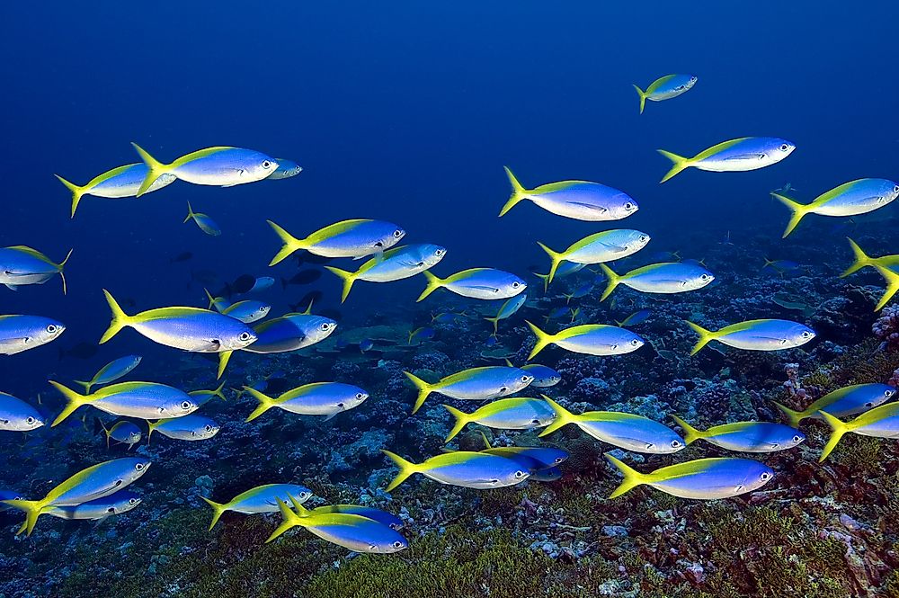Yellowback fusilliers near the American incorporated territory of Palmyra Atoll.