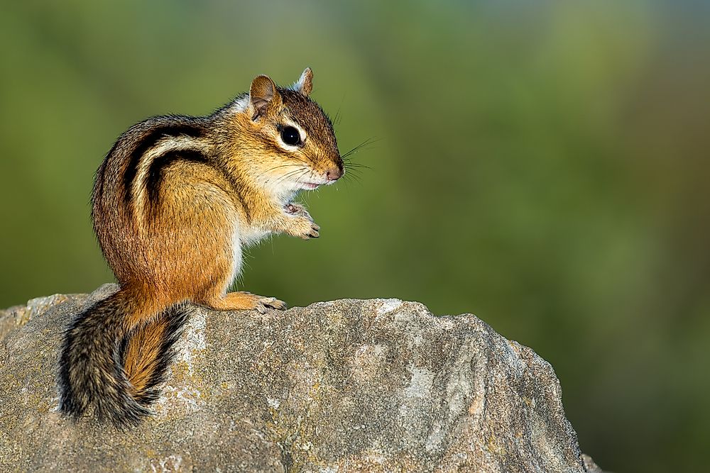 An eastern chipmunk.