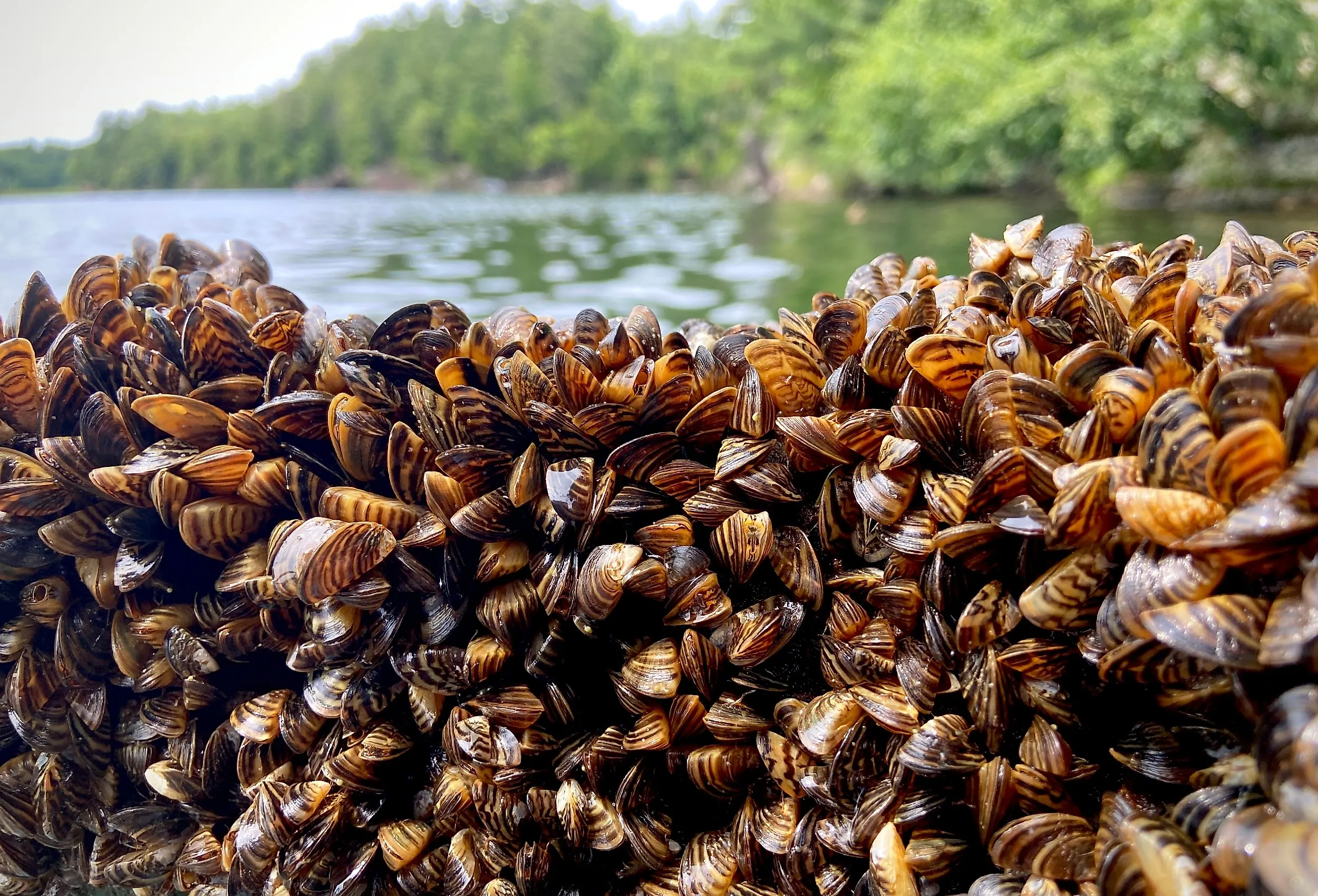 Dense collection of Zebra Mussels.