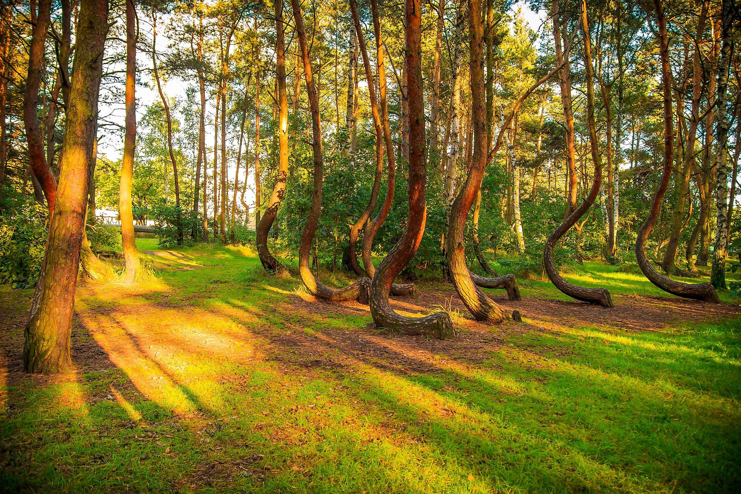 You can find this forest in Poland, near the town of Gryfino.