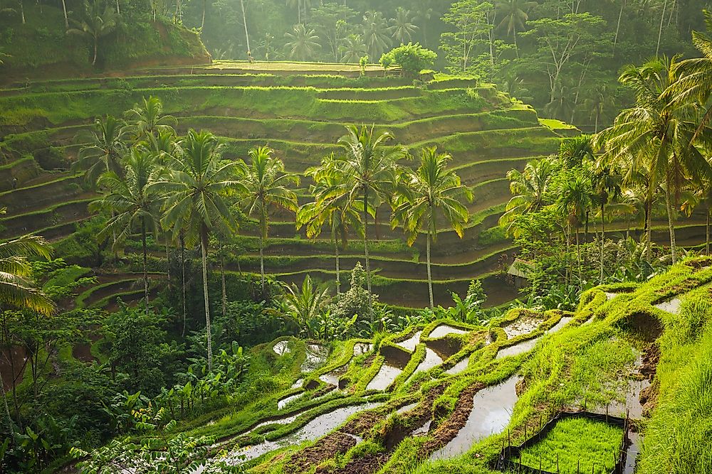 The beautiful Tegalalang rice terraces in Bali, Indonesia.