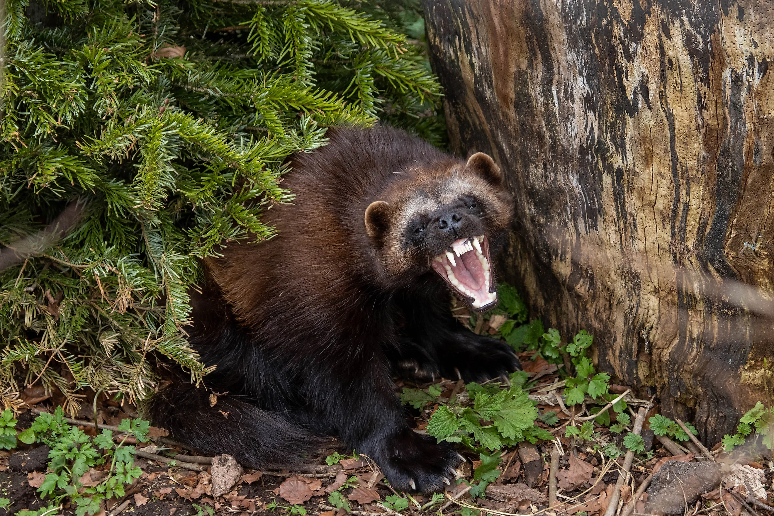 Full body portrait of a female Wolverine