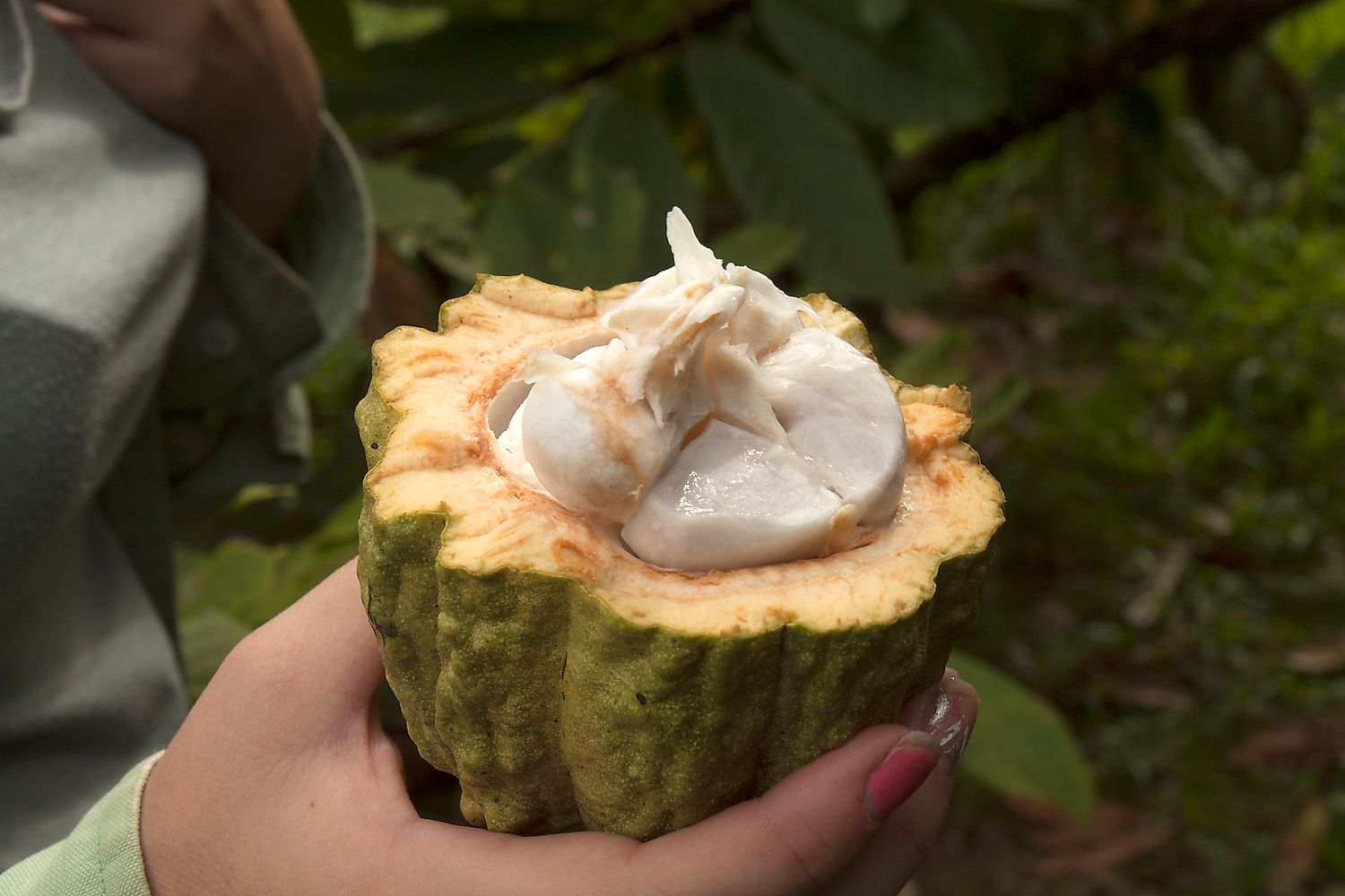 Inside of a Coca plant held by a traveler in the Amazon Rainforest at Cuyabeno Wildlife Reserve. Image credit: Sarah Gotham/Shutterstock.com