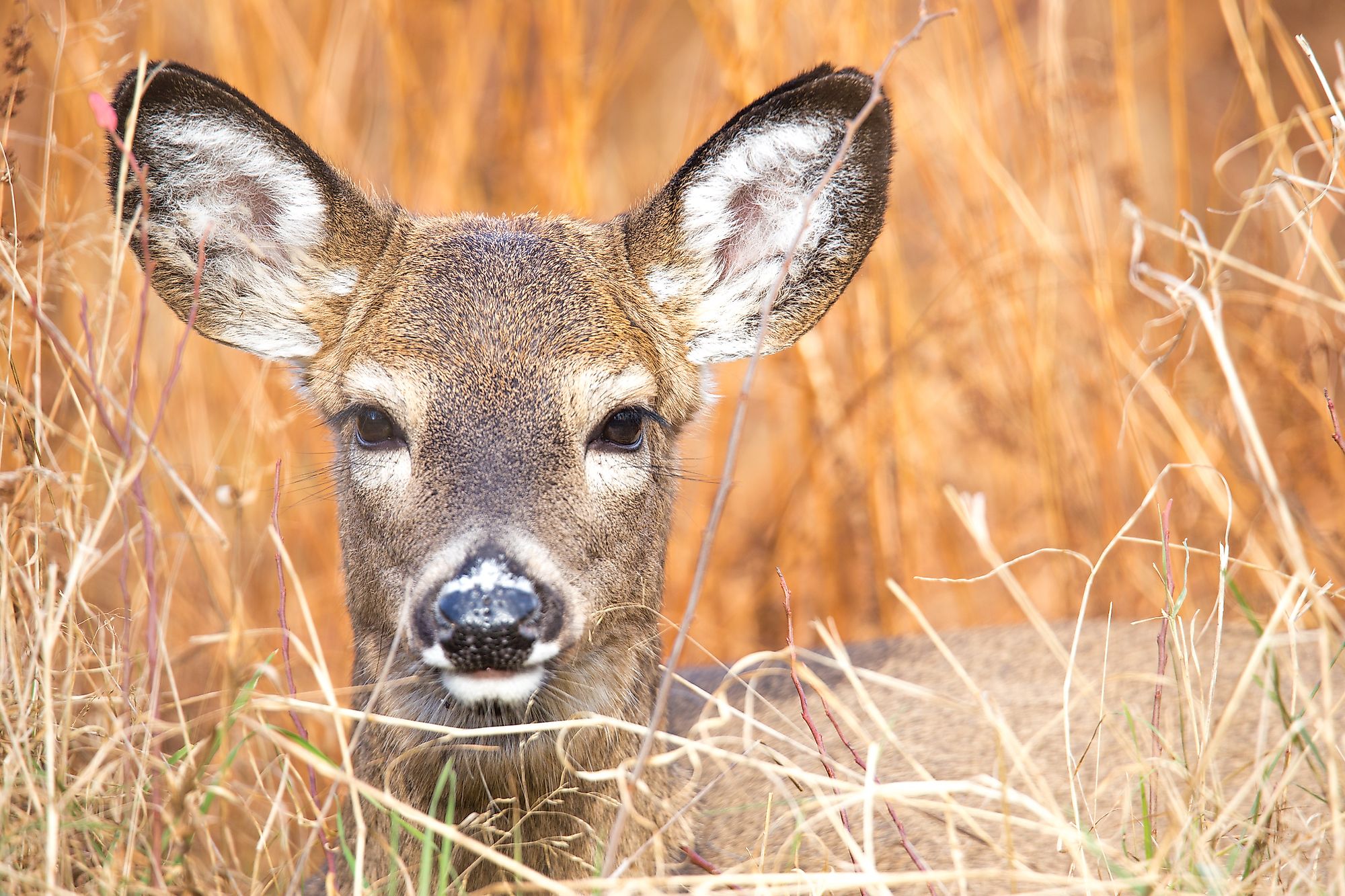 A wild deer.