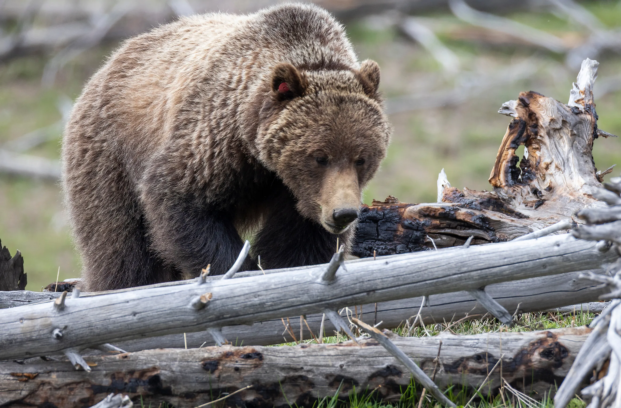 Grizzly bear in Yellowstone National Park. 