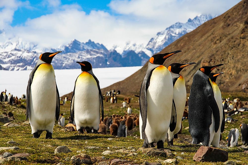 Penguins are not mammals, but birds.