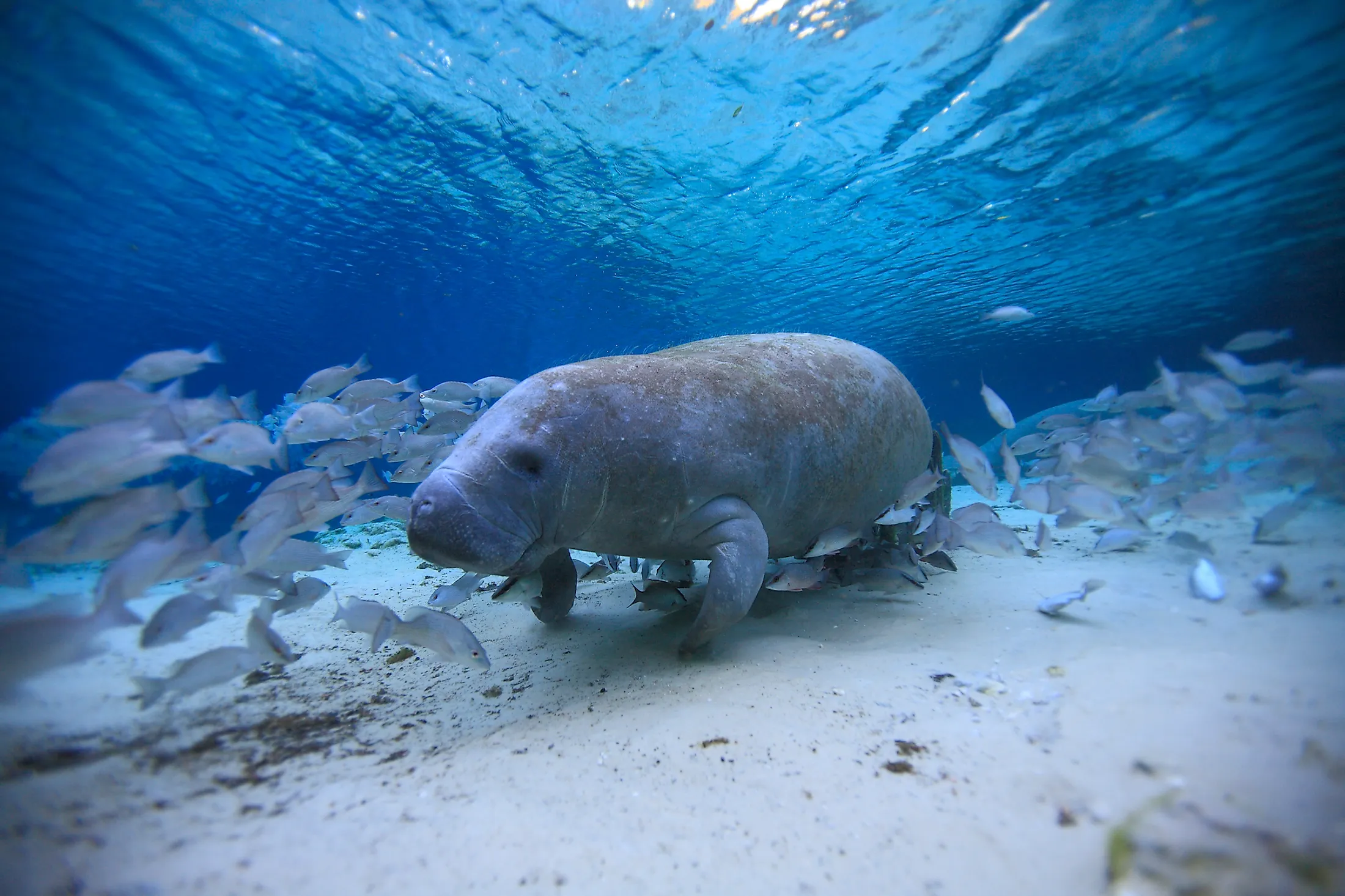 Florida Manatee