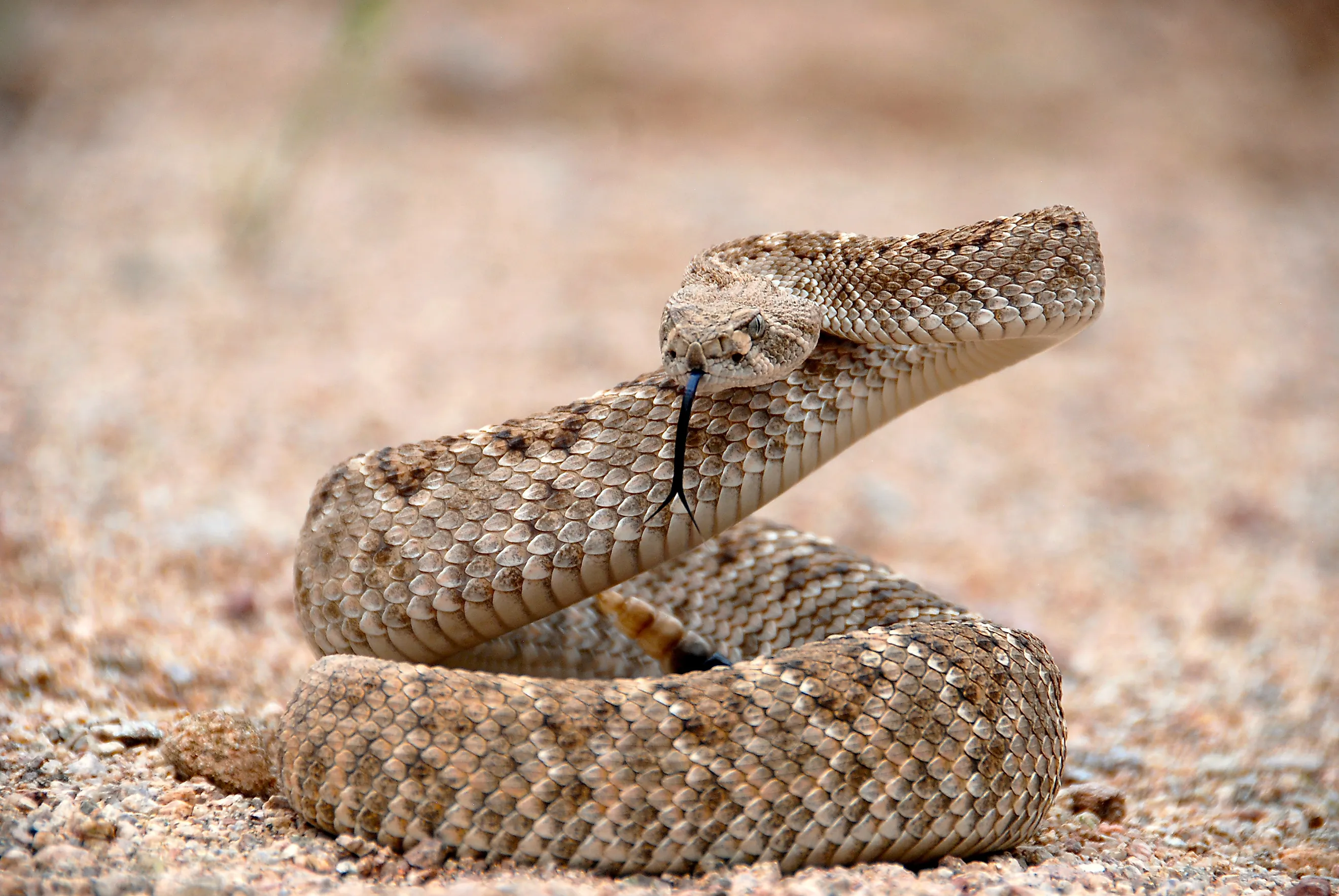 A Western Diamondback rattlesnake in a striking pose.