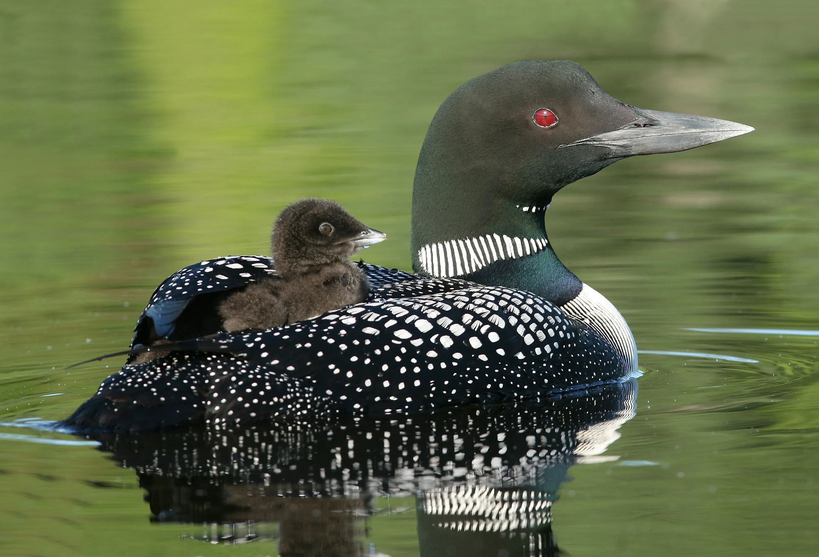 Baby loon riding on its parent's back.