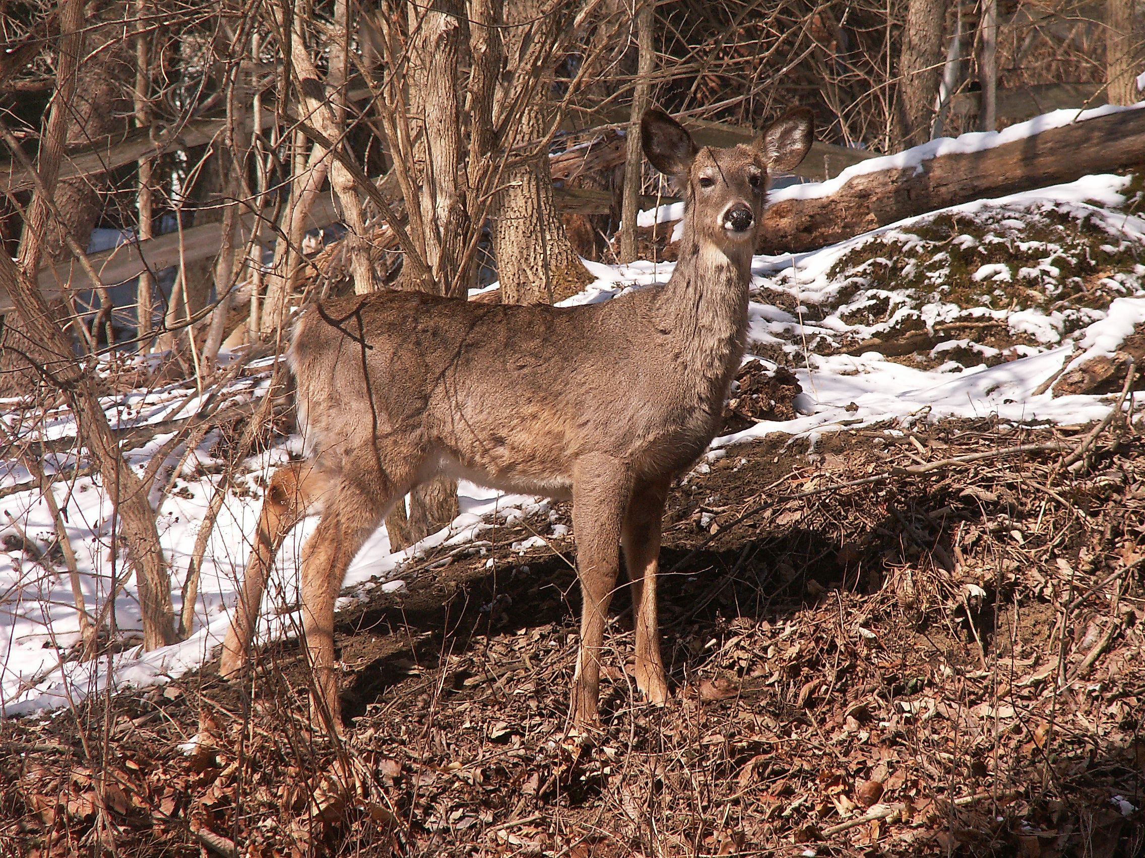 A deer in Mount Lebanon.