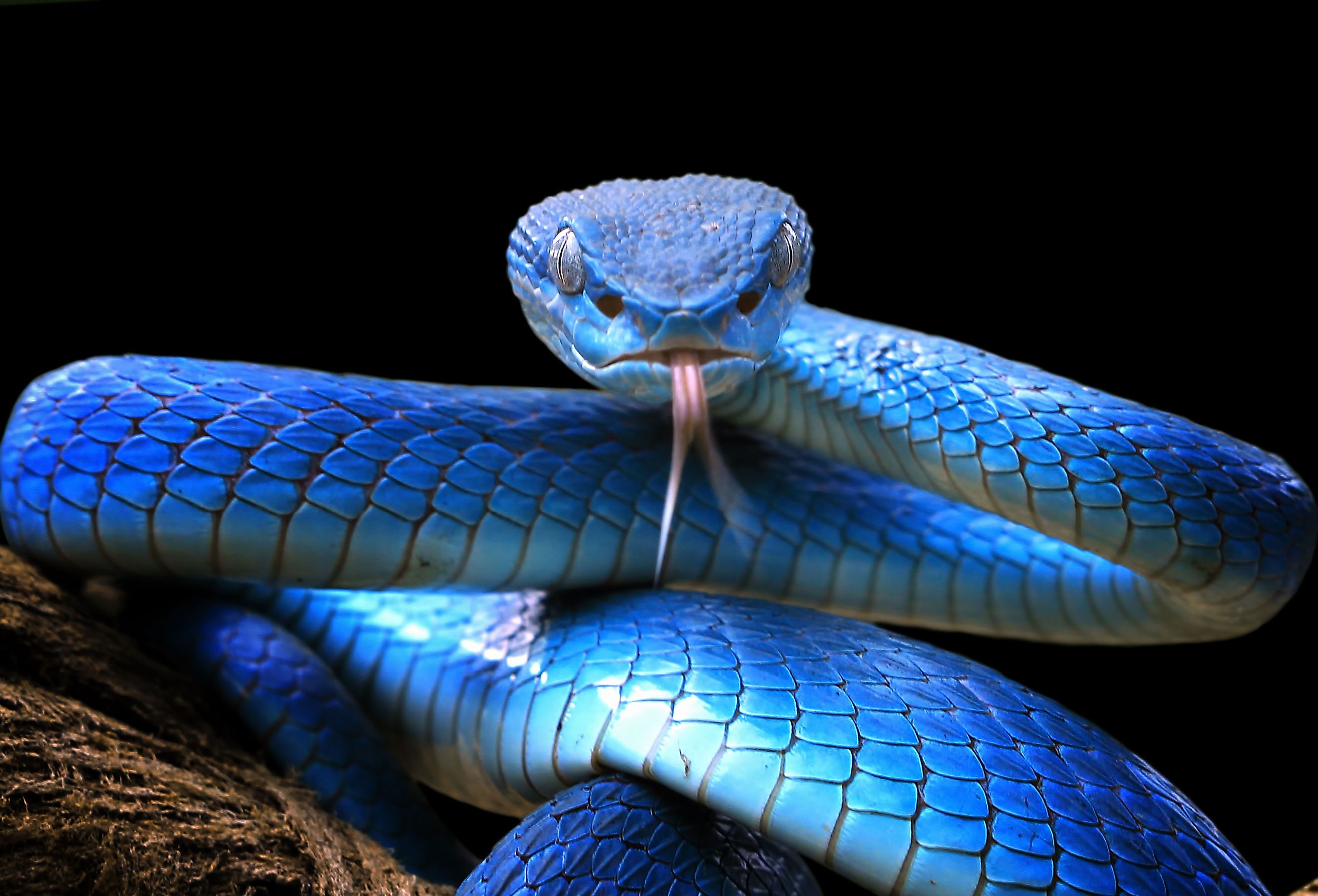 Close-up shot of Blue viper snake, Blue insularis, Trimeresurus Insularis. Image credit Kurit afshen via Shutterstock.