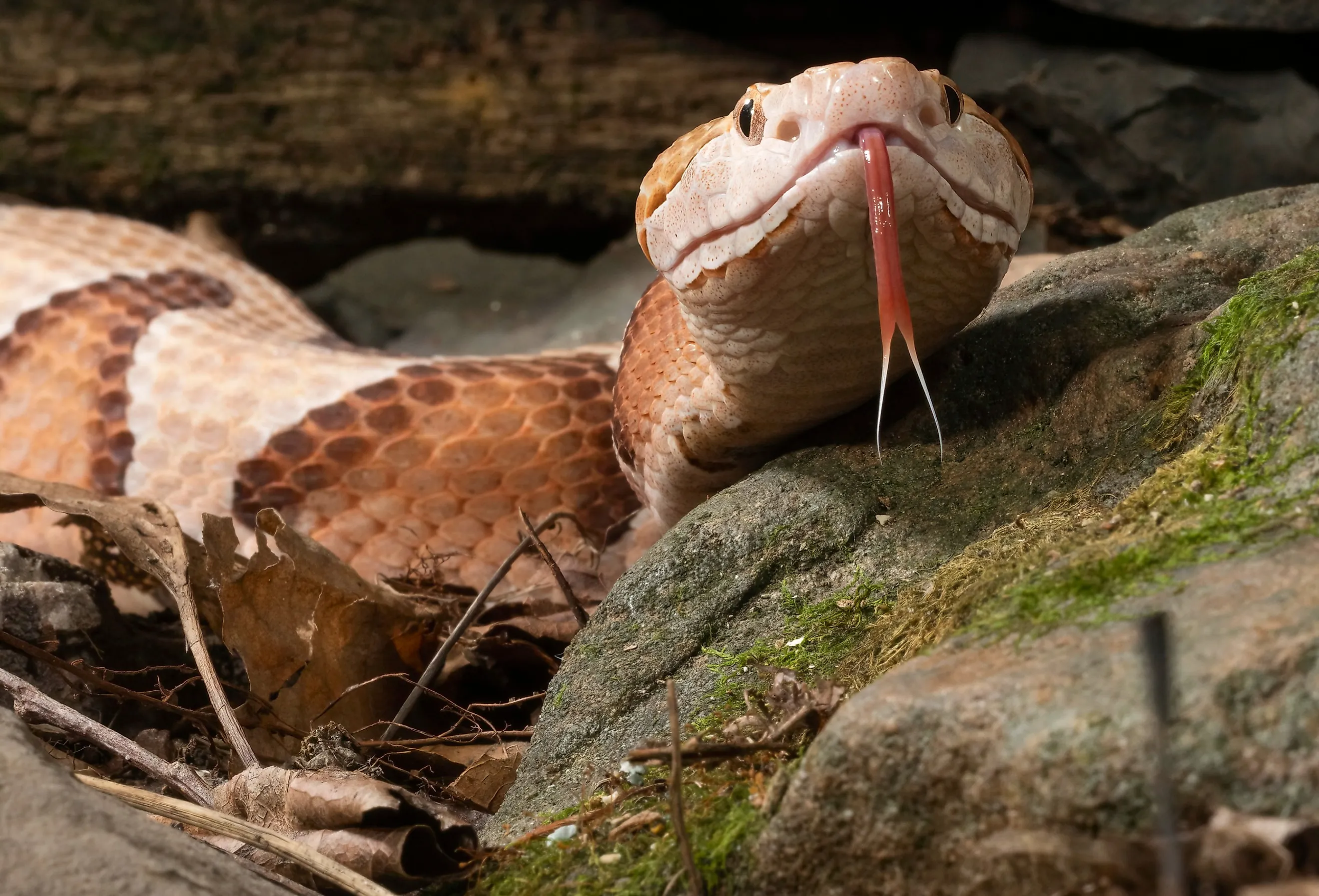 Close up of a Copperhead (Agkistrodon contortrix), one of two species in Oklahoma.