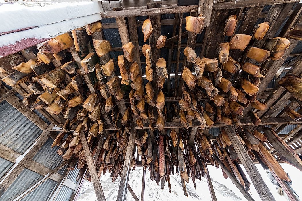 Hákarl hanging to dry after months of fermenting.