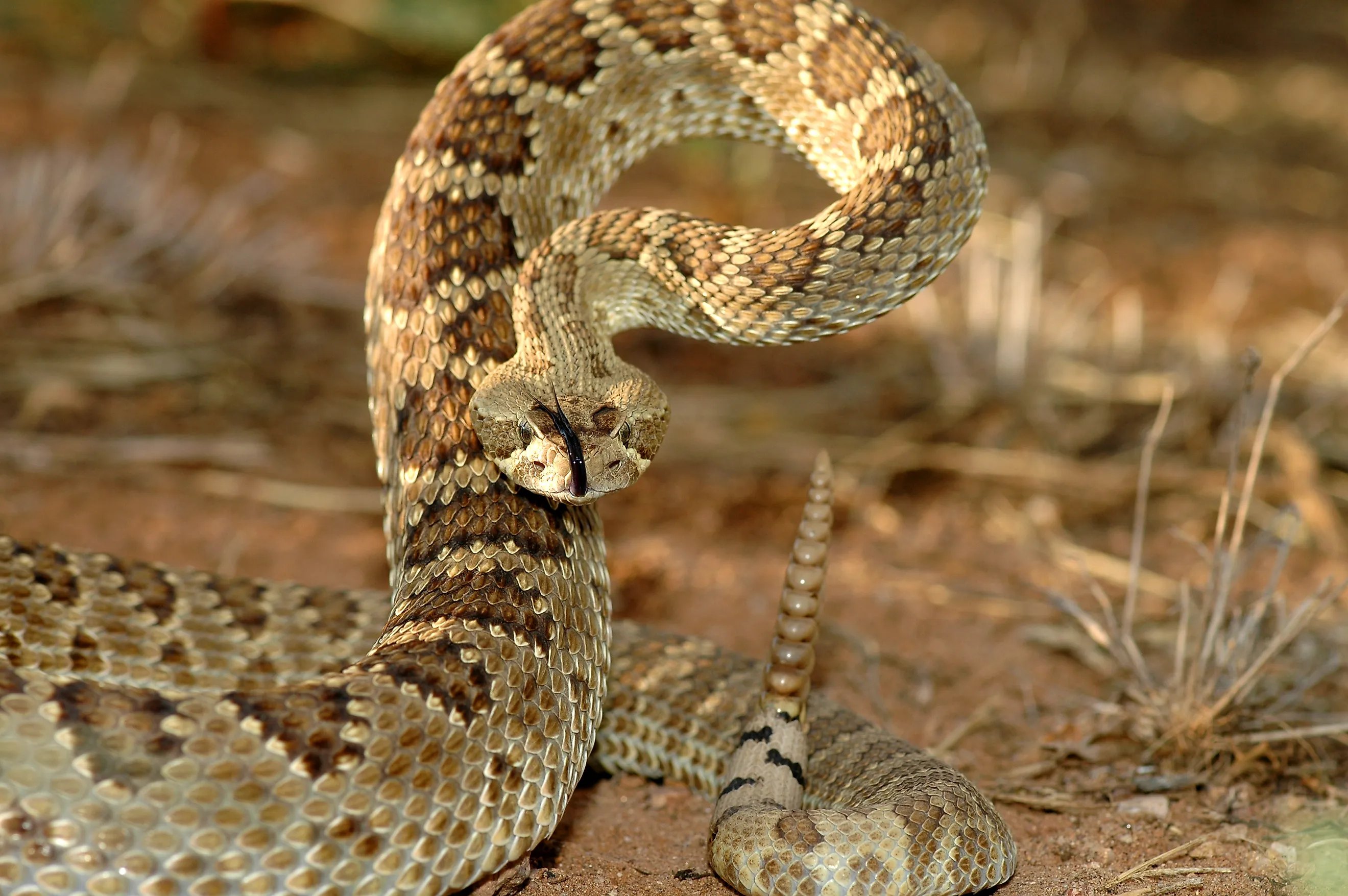 An adult mojave rattlesnake in a defensive stance.