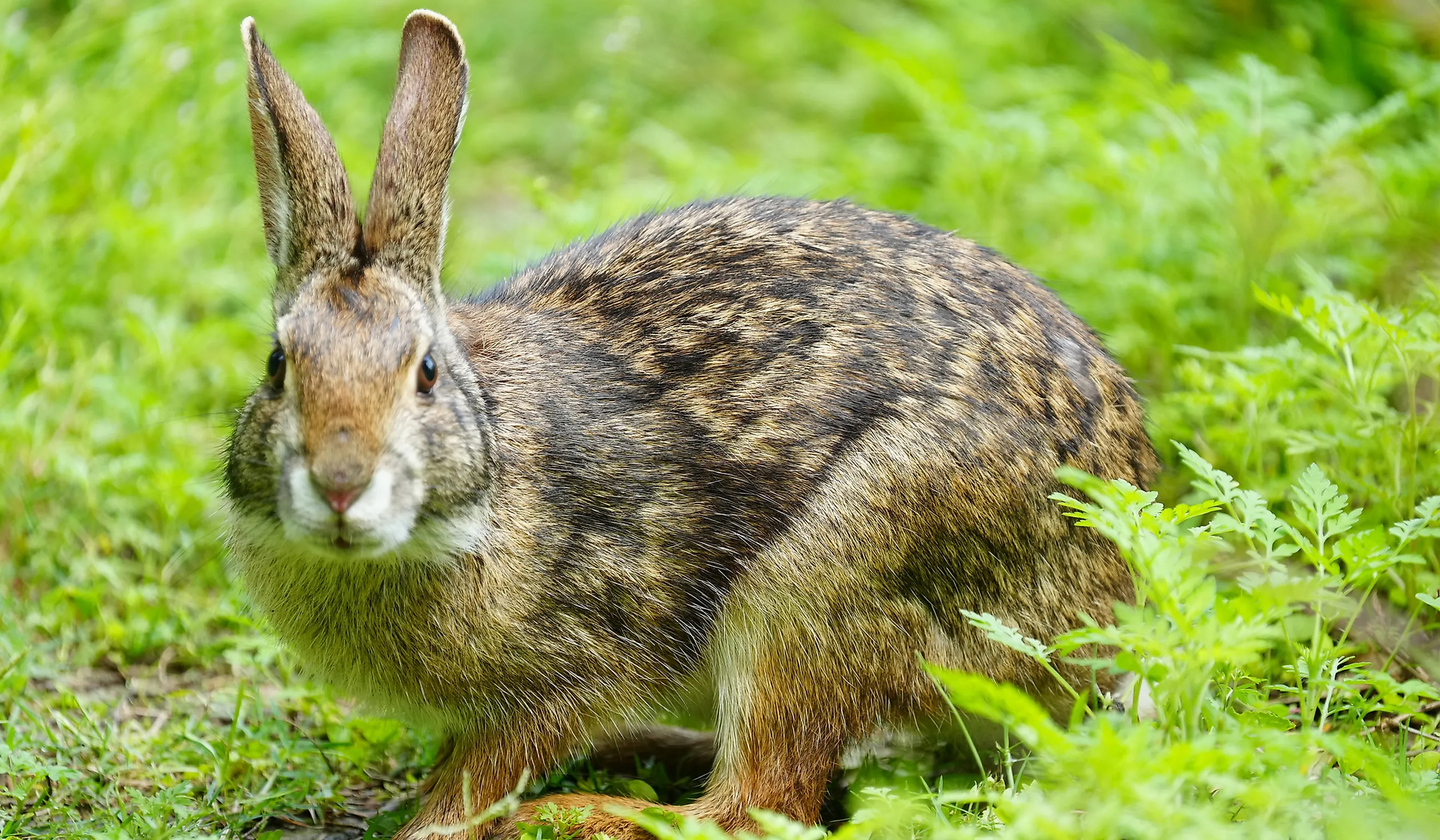 Swamp Rabbit (Sylvilagus aquaticus) in the United States. By Brandon Johnson, CC BY 4.0, Wikipedia.