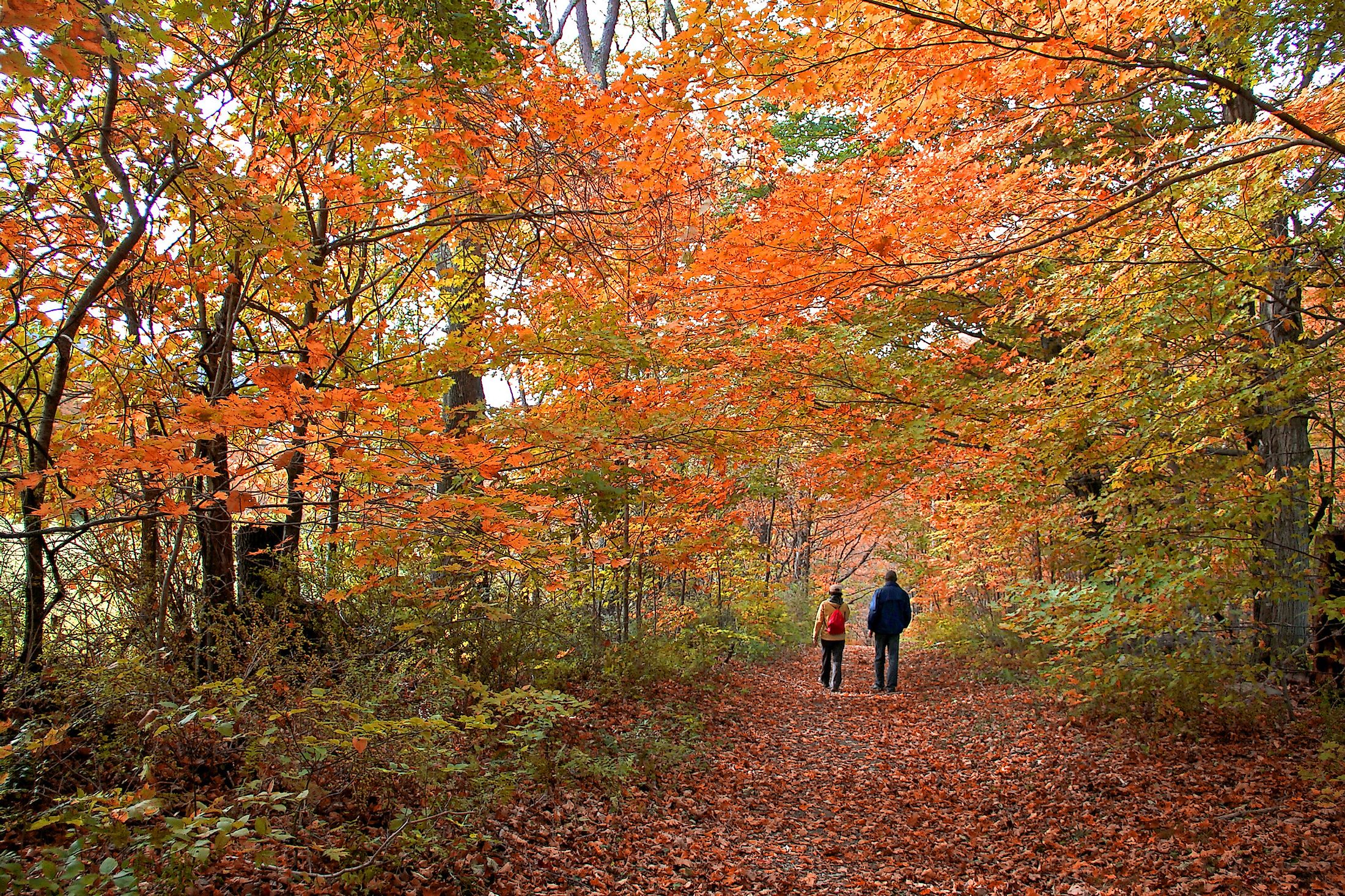 A walk through the fall landscape in the Berkshires, Massachusetts.